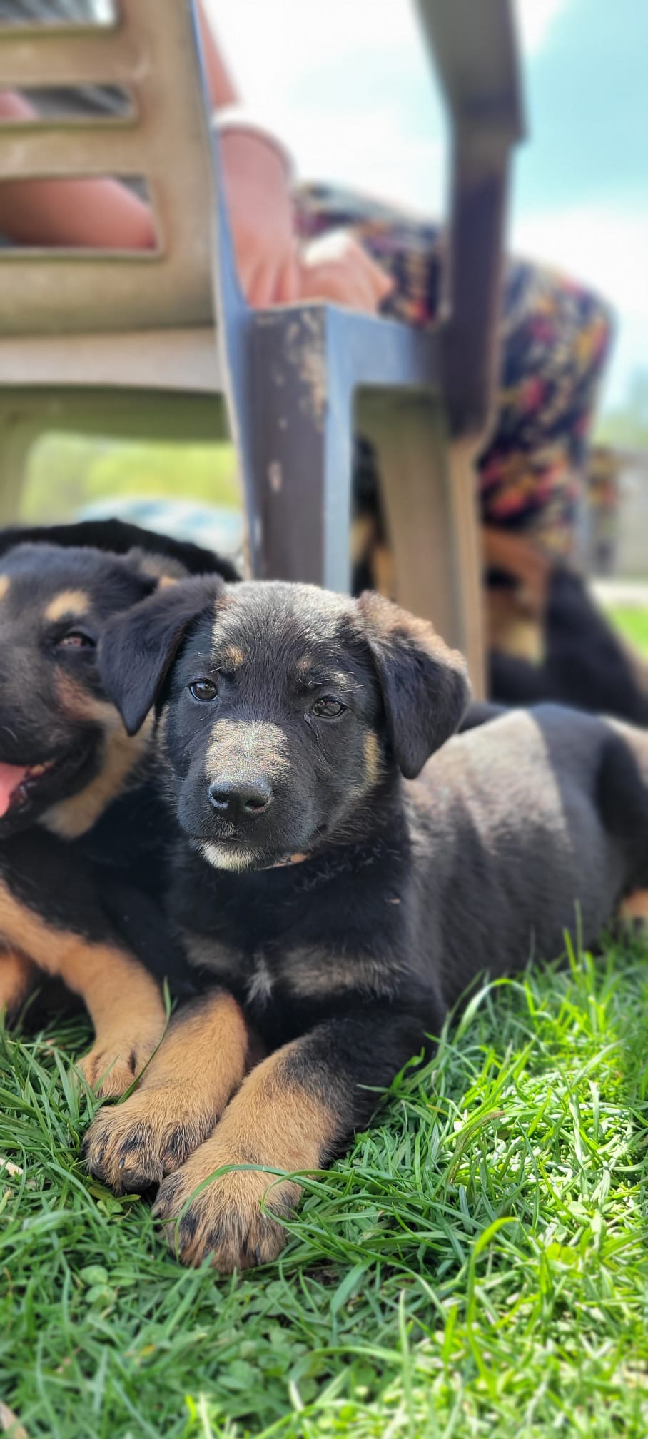 Puppies for sale