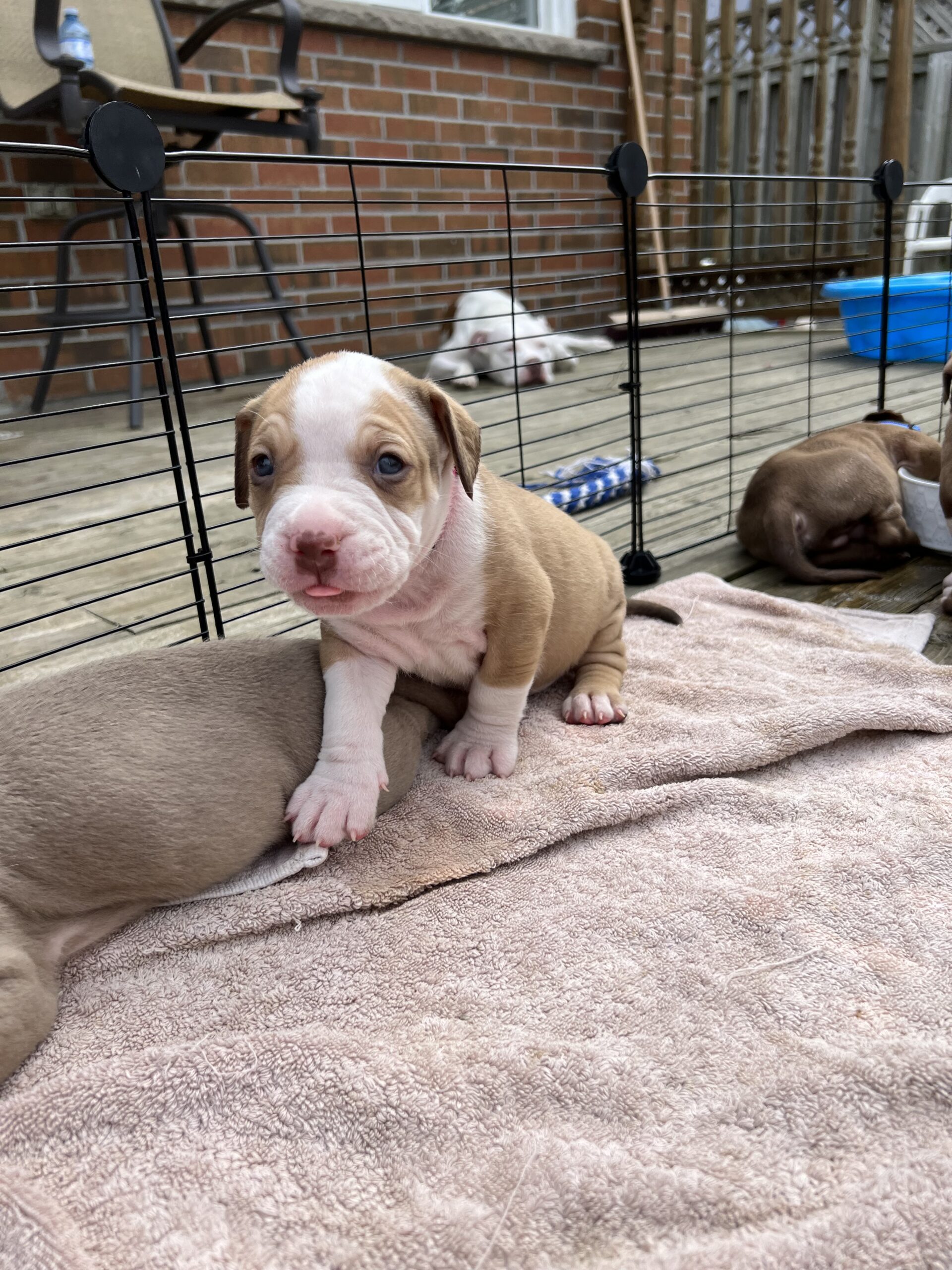 Puppies for sale