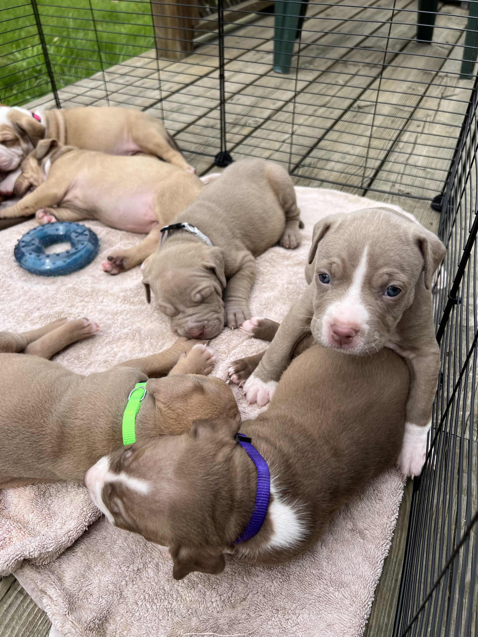 Puppies for sale