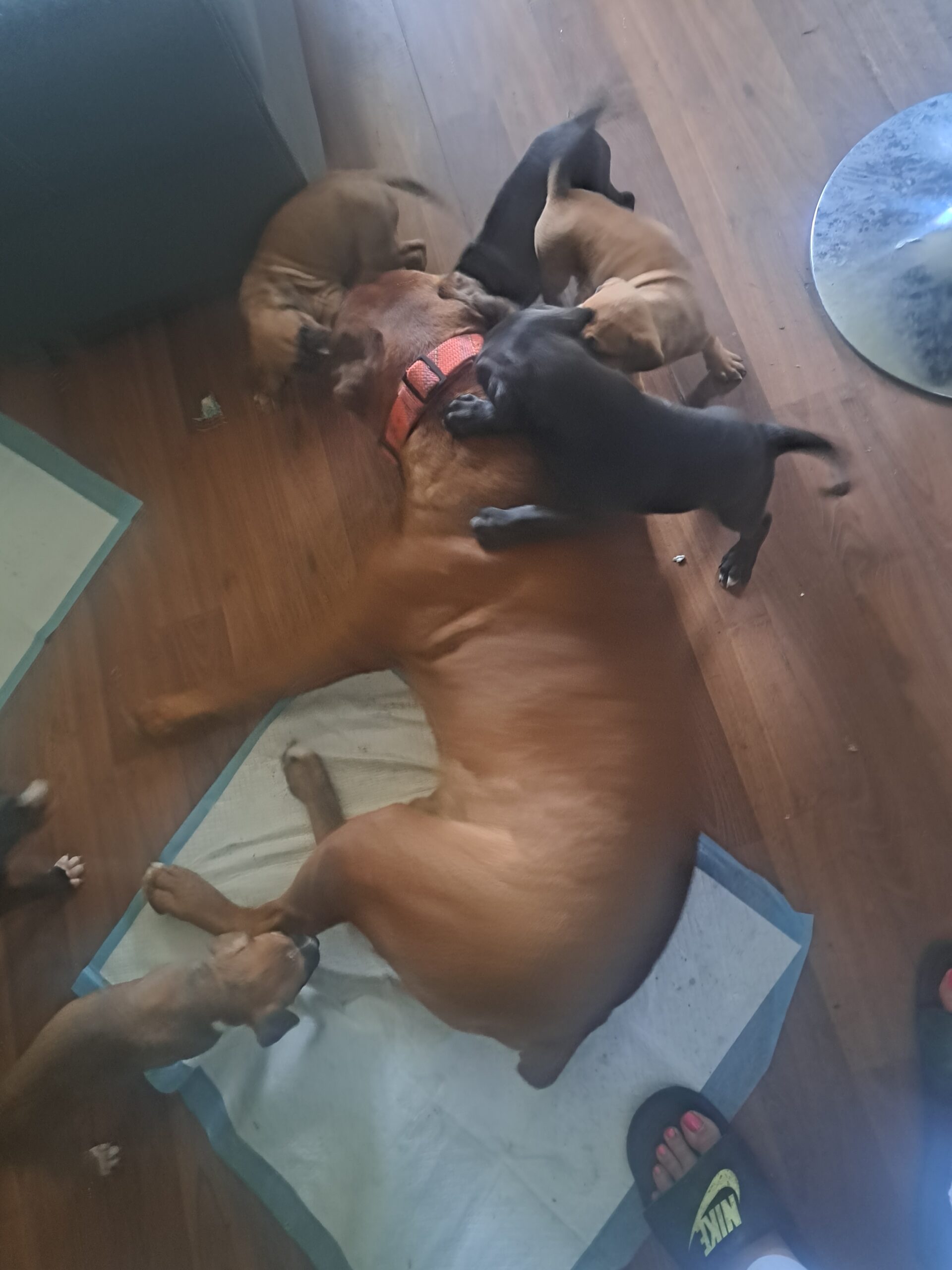 Puppies for sale