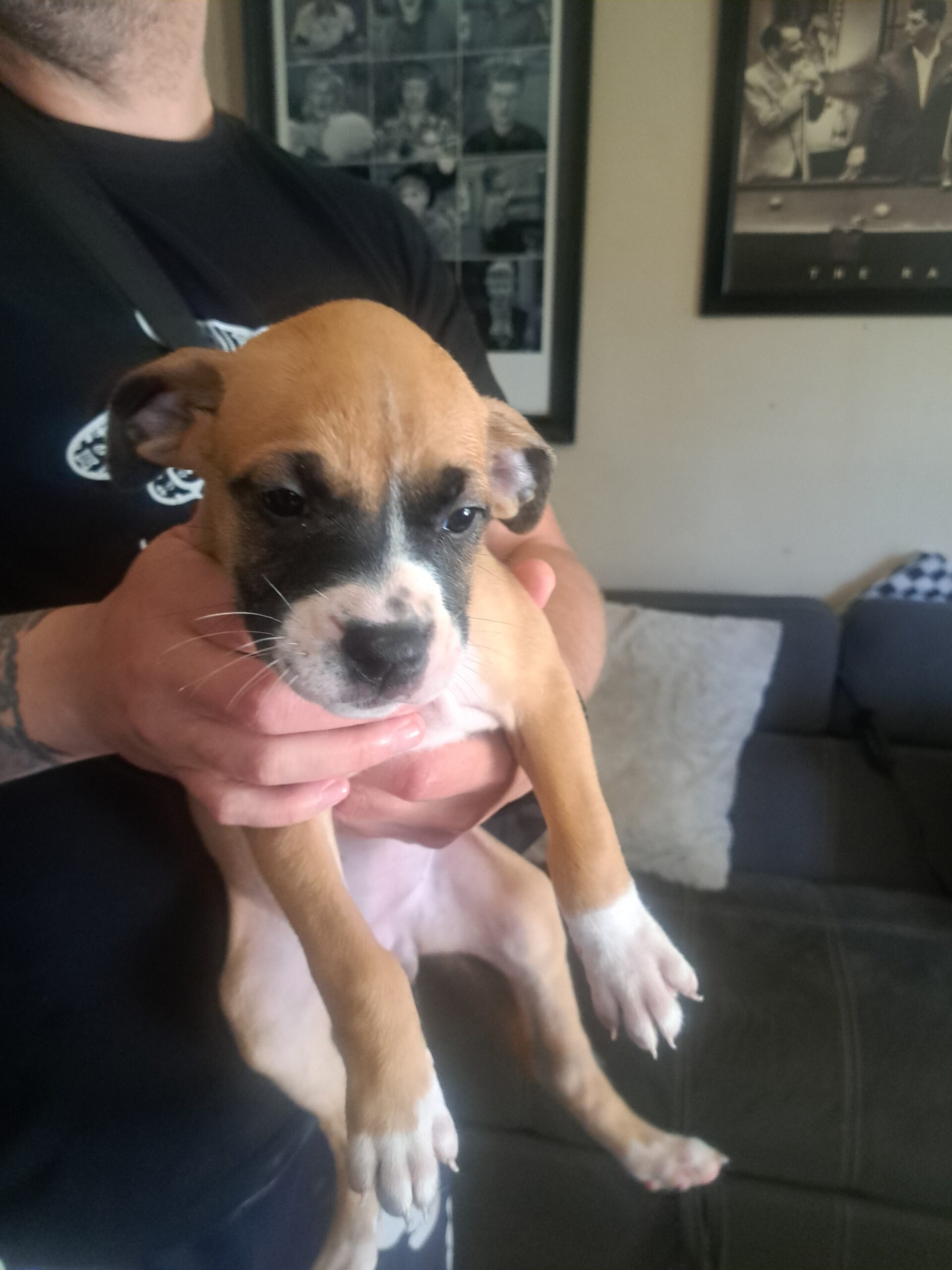 Fawn female white smout and white feet