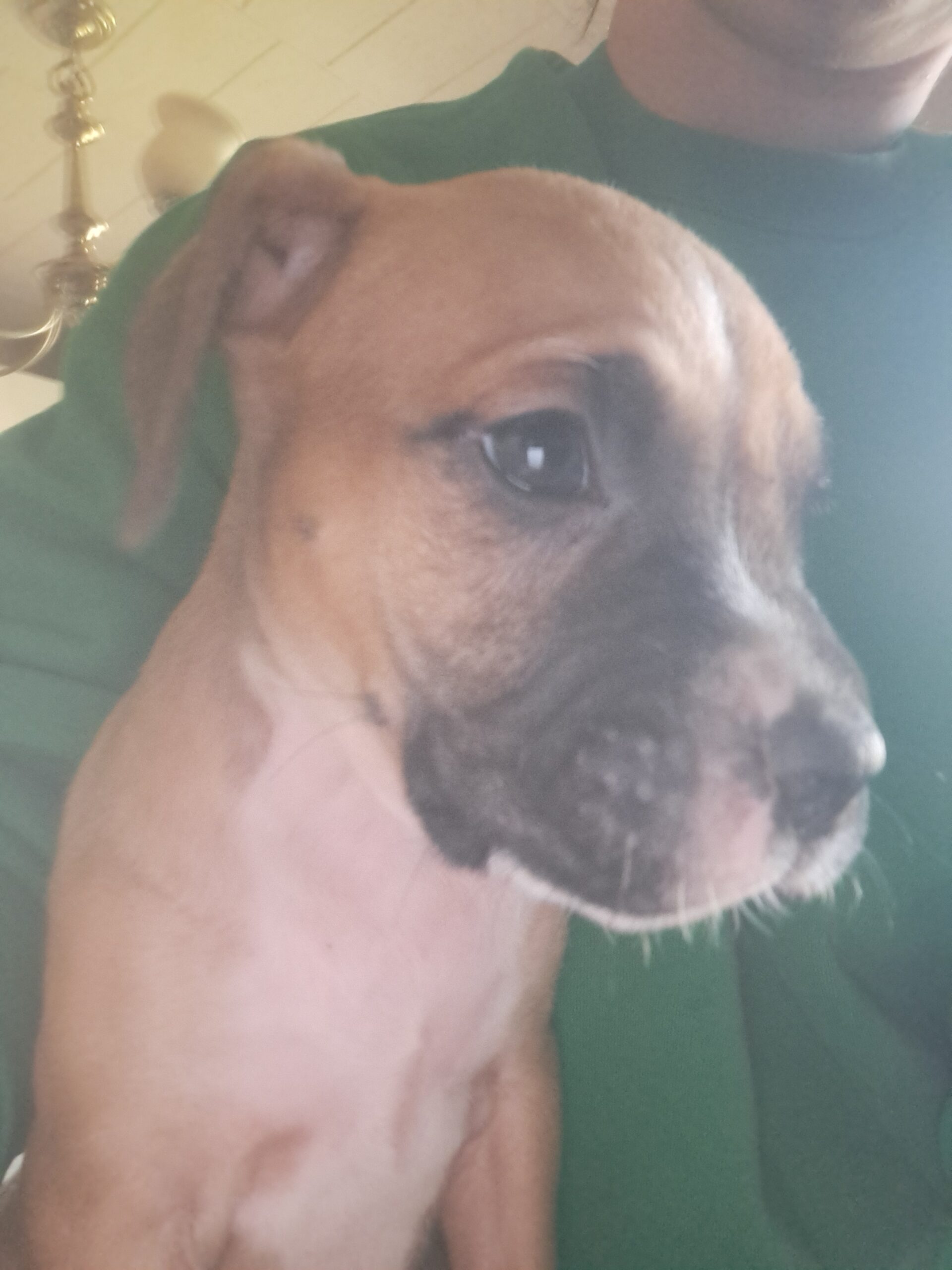 Only Fawn Male white chest markings on face and white sock.feet looks like his handsome daddy