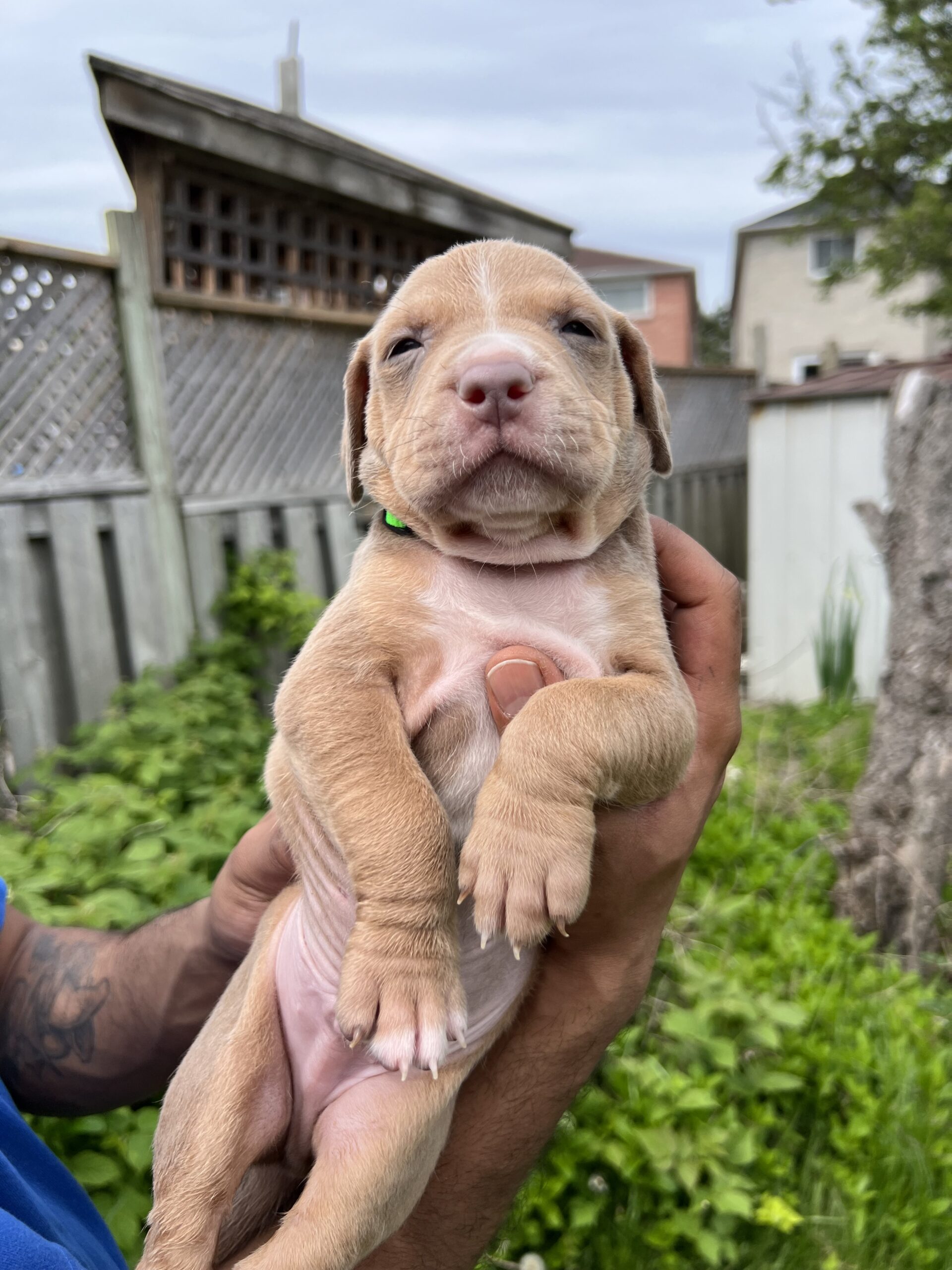 Puppies for sale