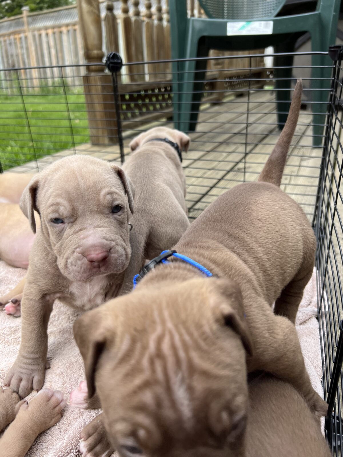 Puppies for sale