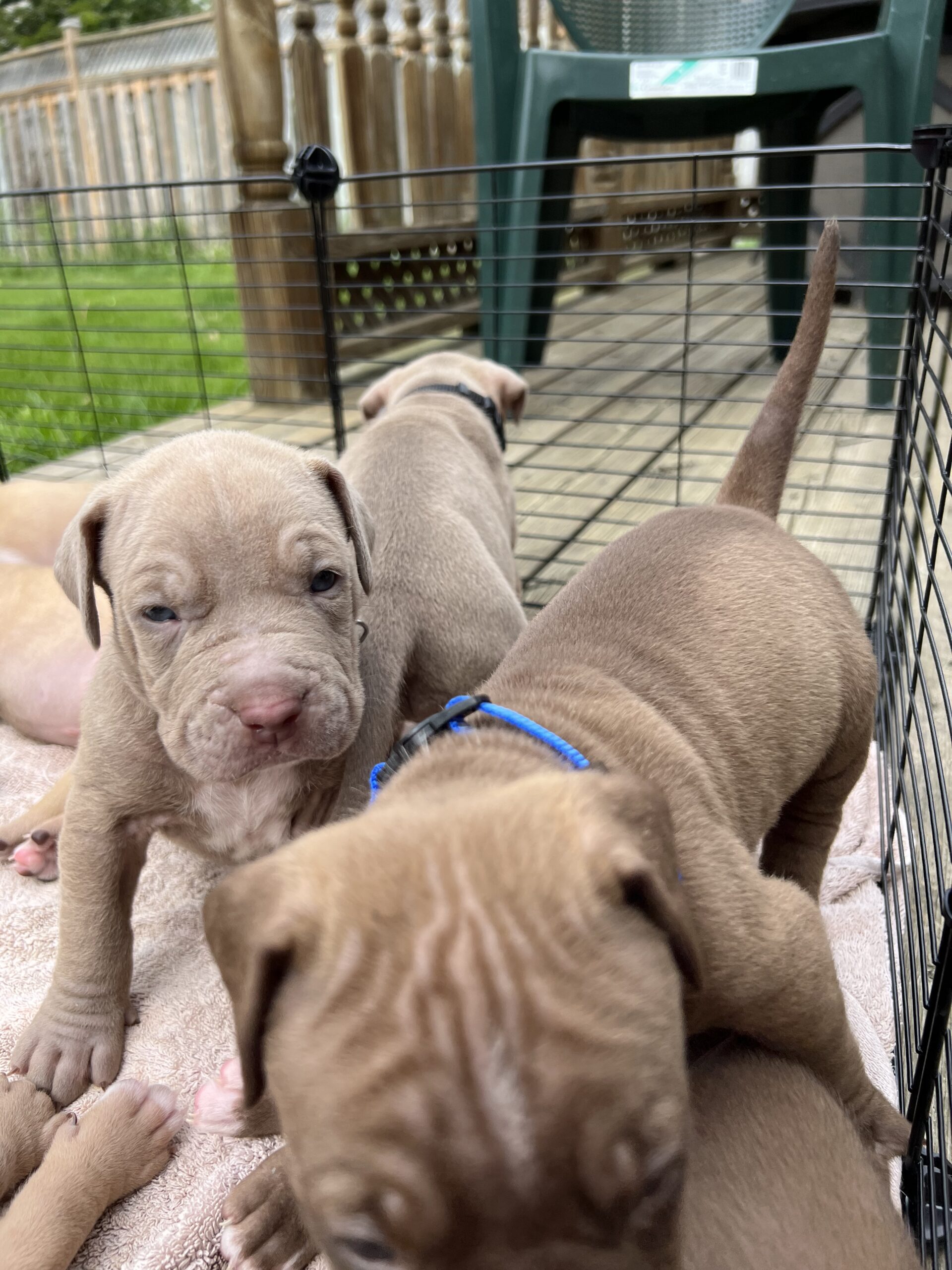Puppies for sale