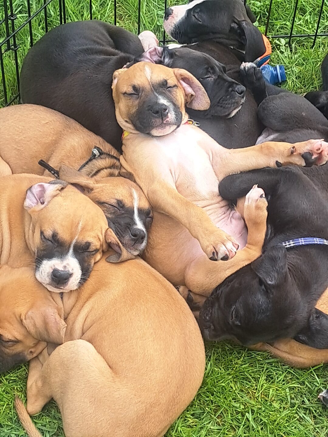 Puppies for sale
