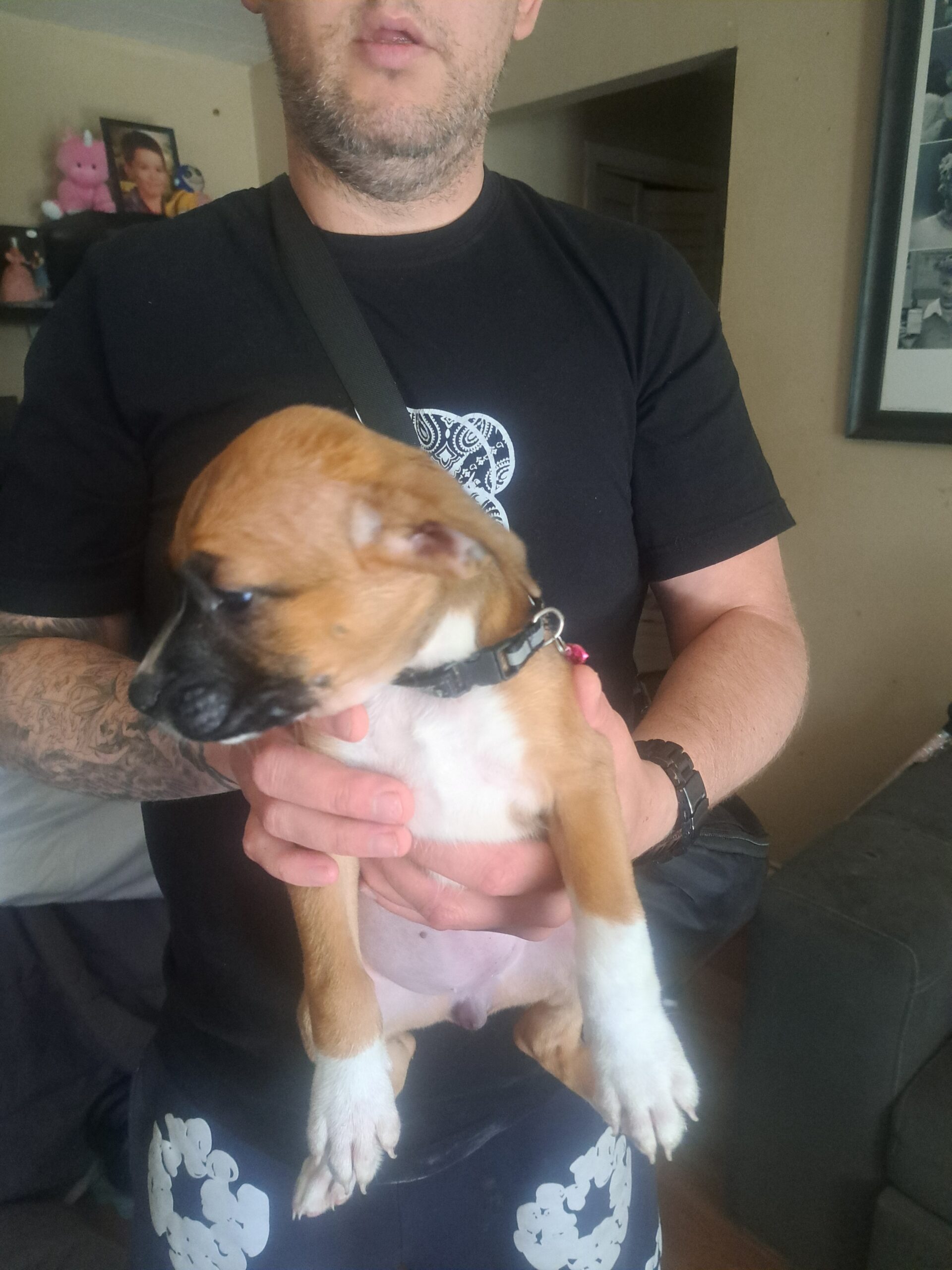 Fawn female white feet and white on bridge of.nose