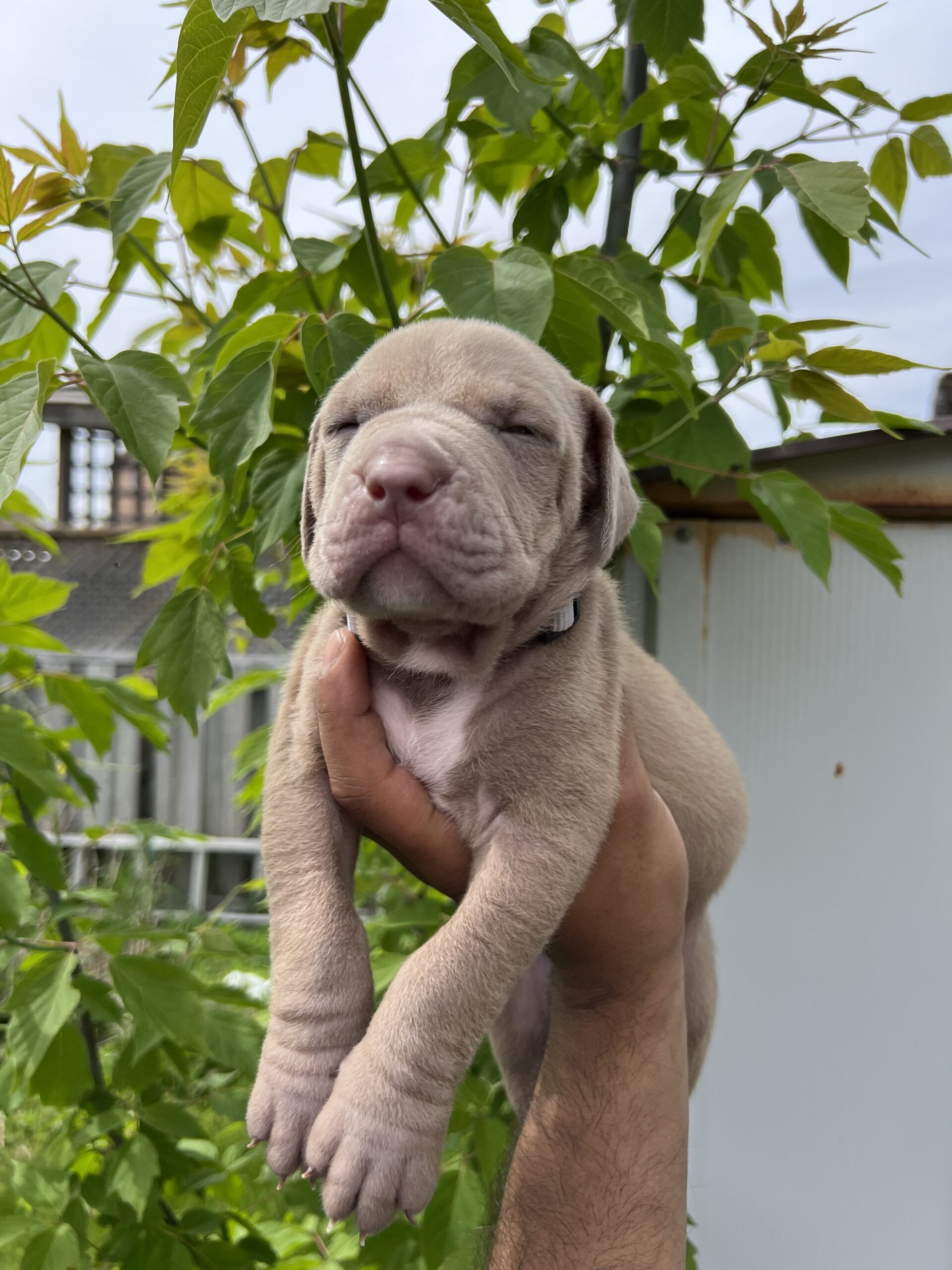 Puppies for sale
