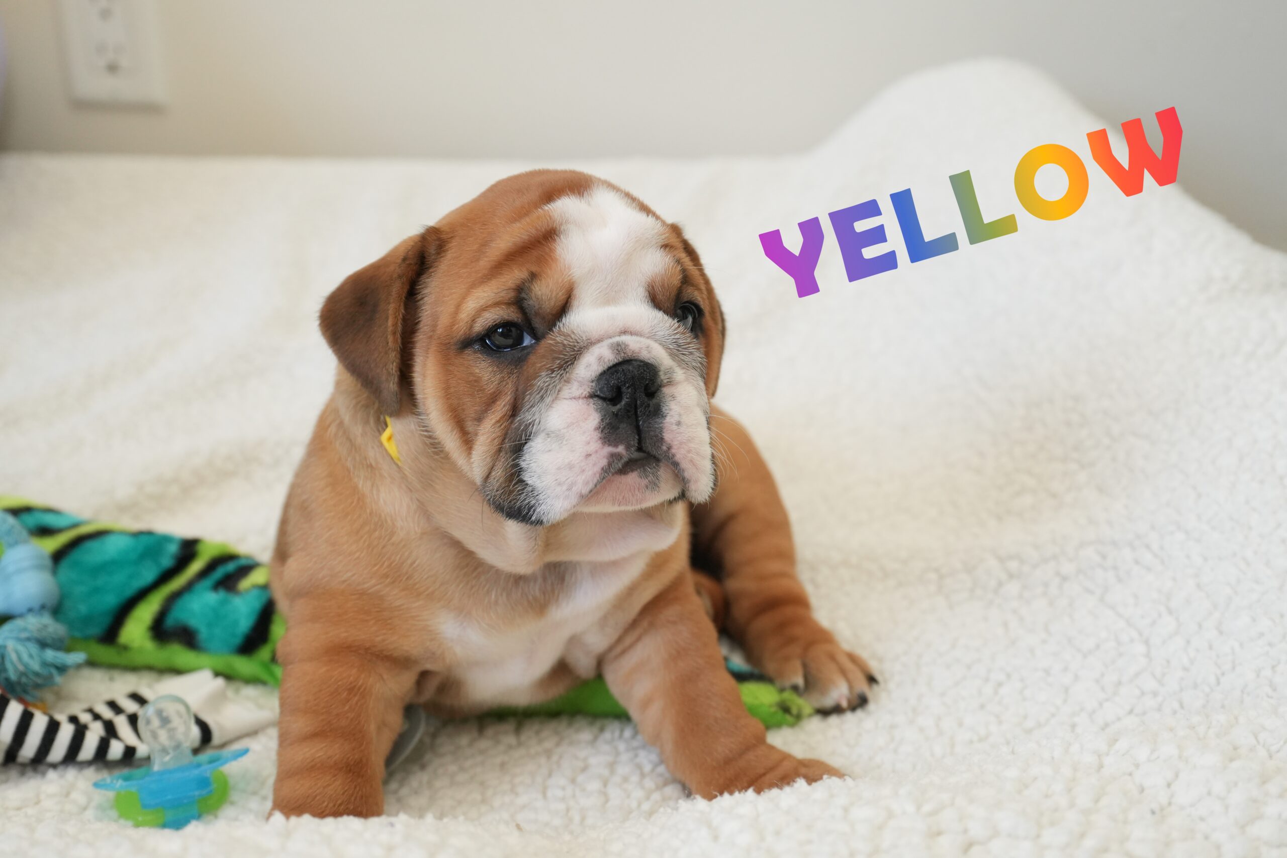 Bulldog Puppy for sale