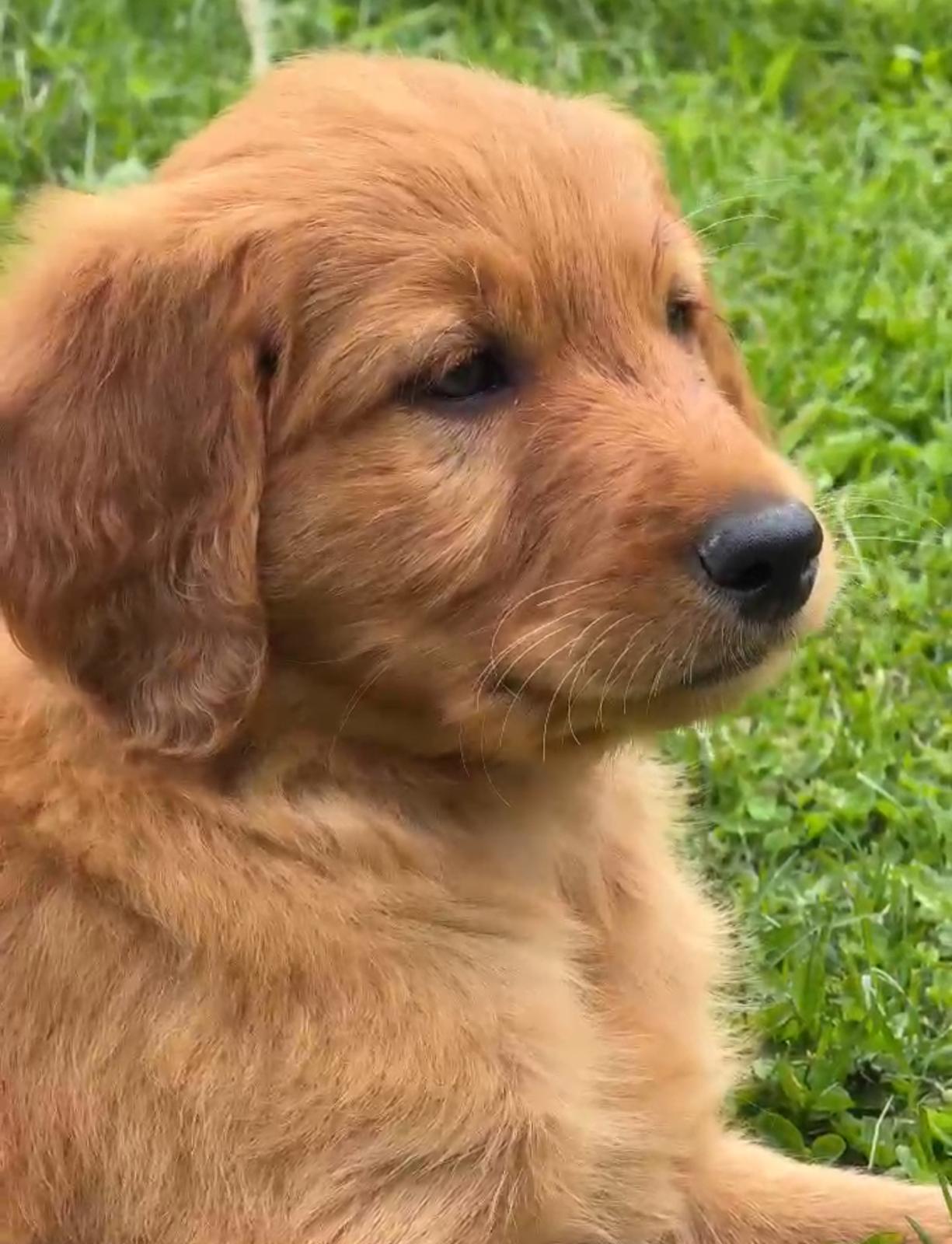 F1 Golden Doodle Puppy