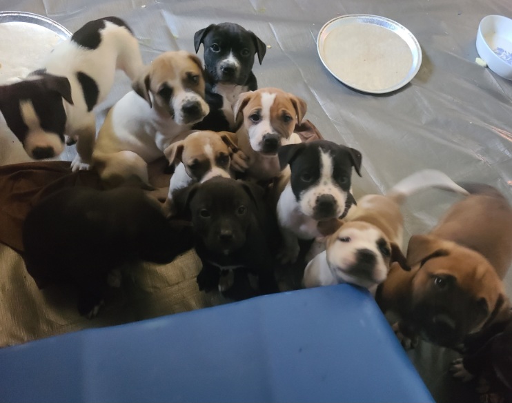 Puppies for sale