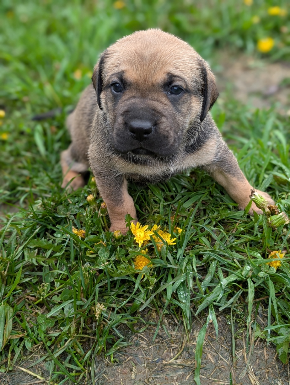 Presa Canario Puppies