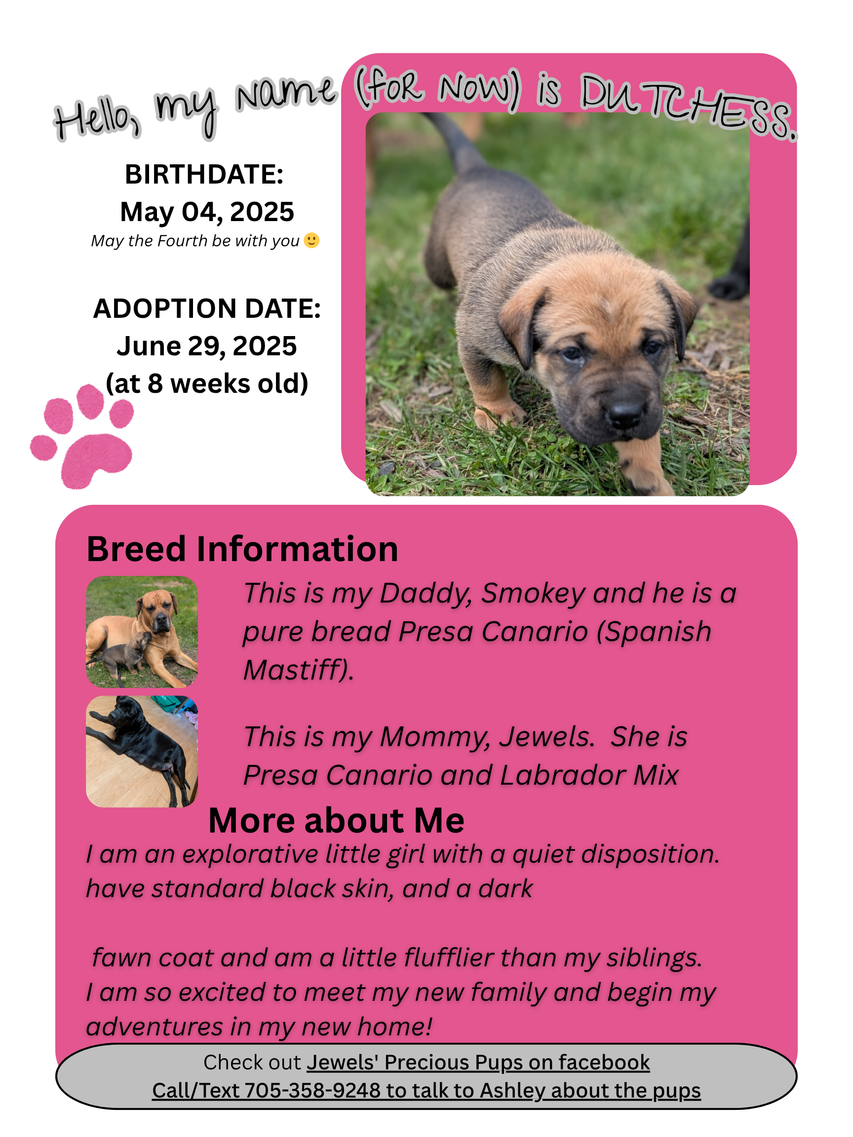 Presa Canario Puppies