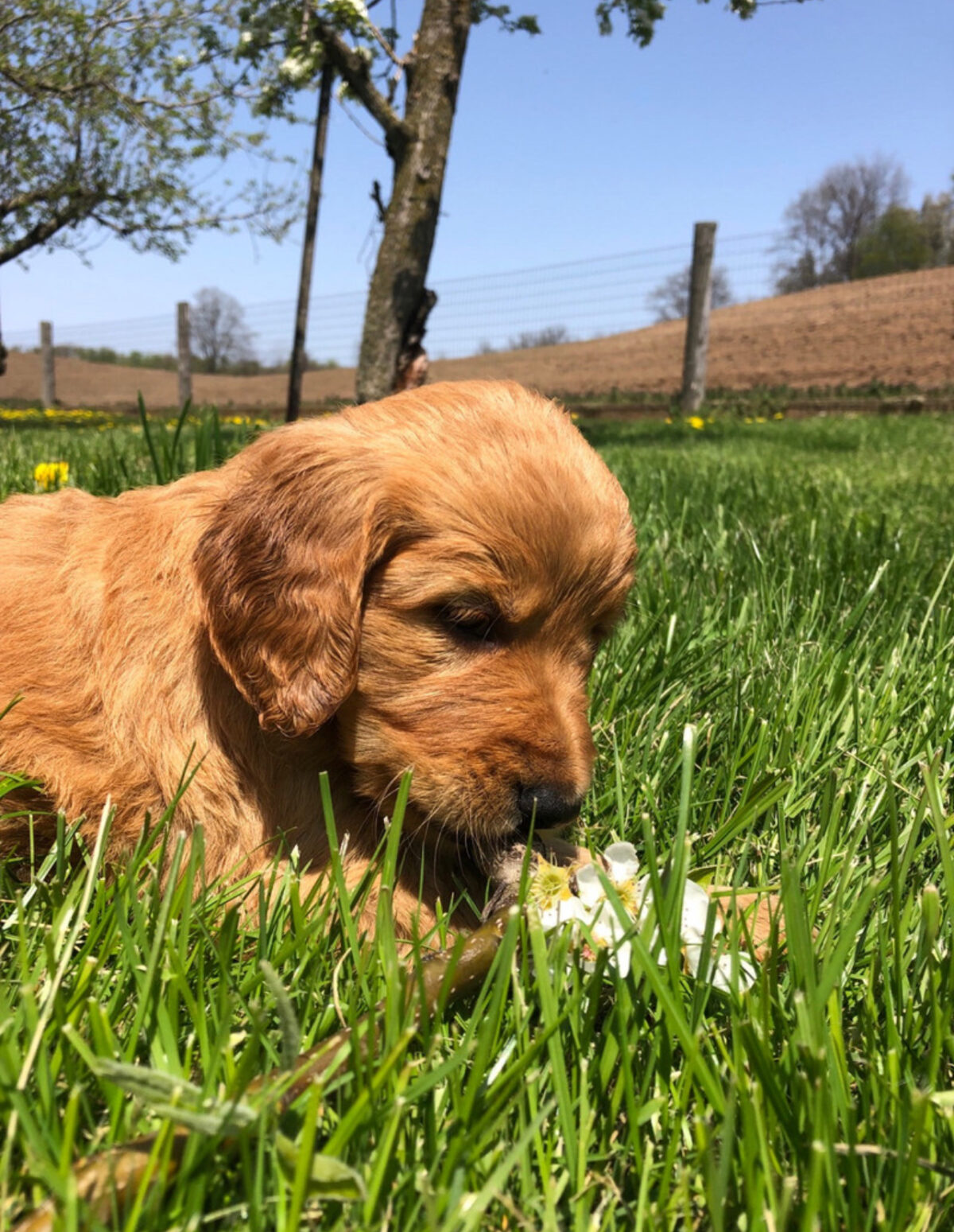F1 Golden Doodle Puppy