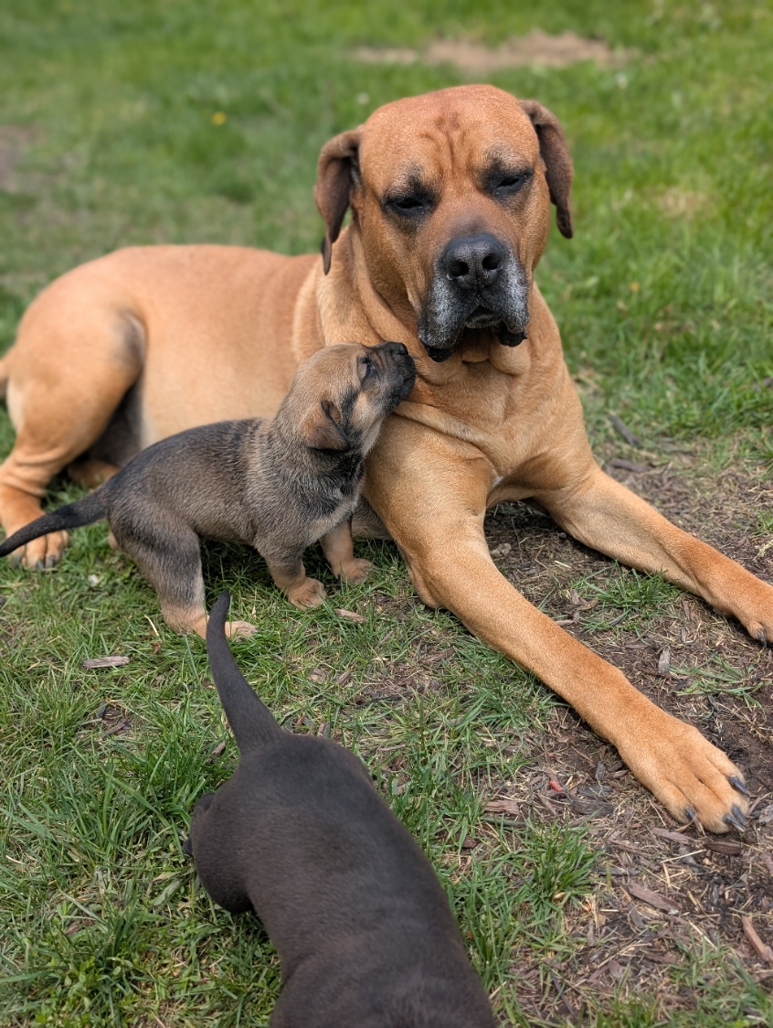 Presa Canario Puppies