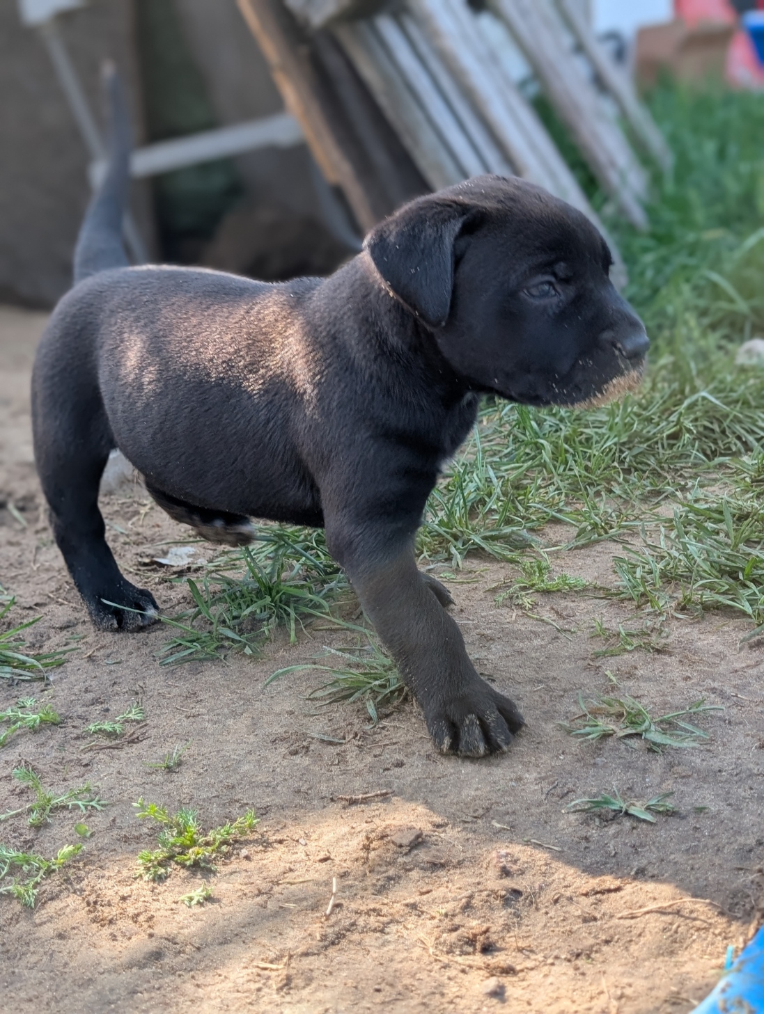 Presa Canario Puppies
