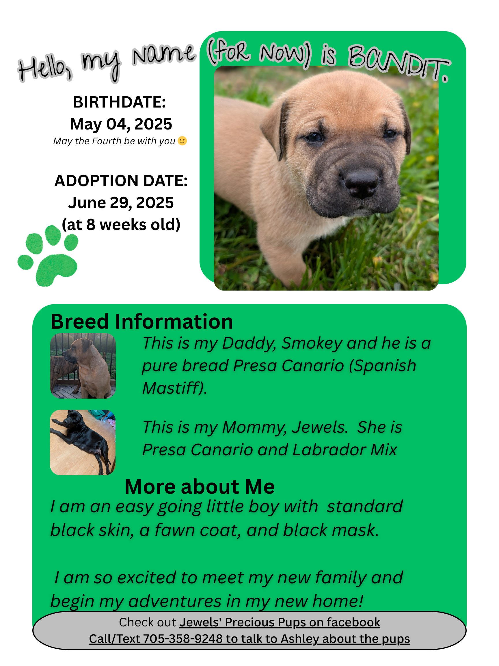 Presa Canario Puppies