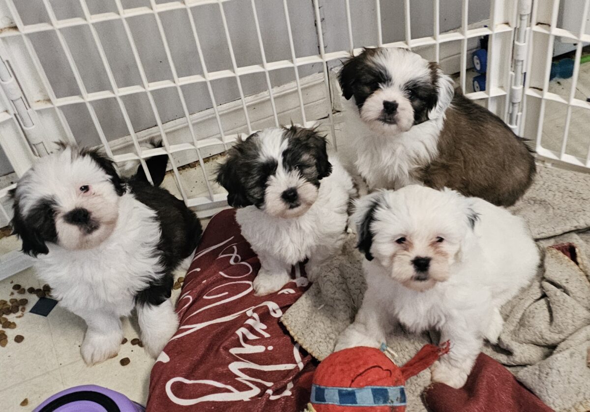 Puppies for sale