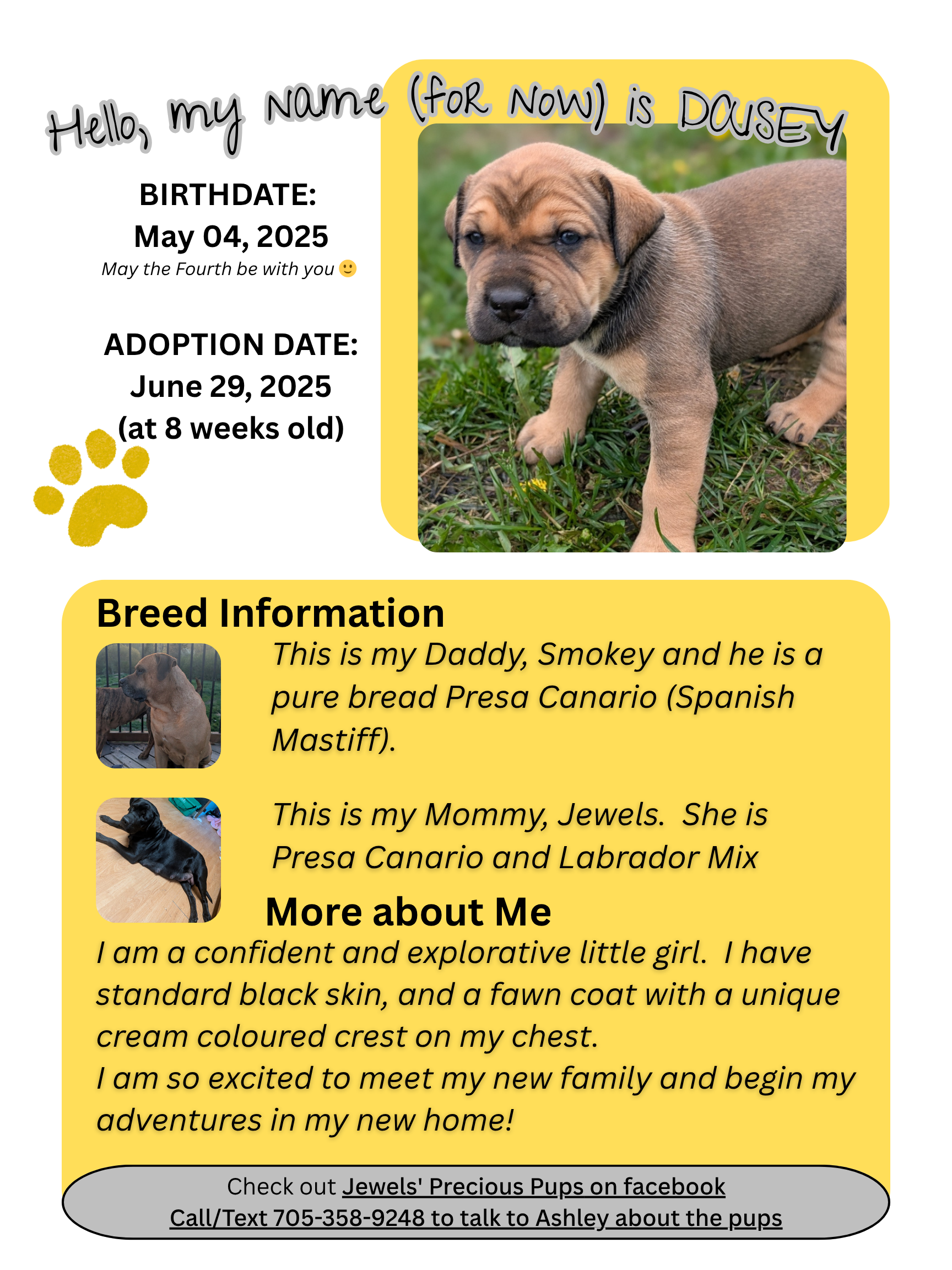 Presa Canario Puppies