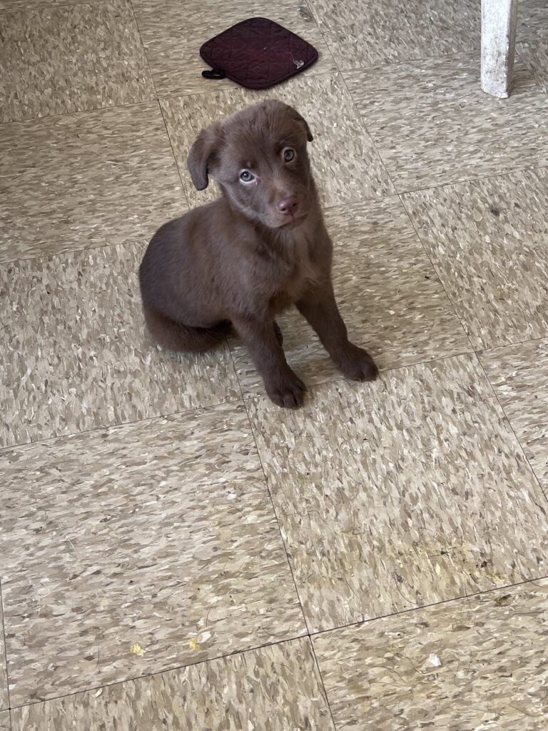 Labrador retriever mix puppies for sale