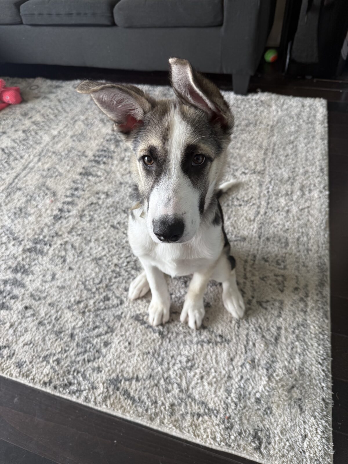 Puppy