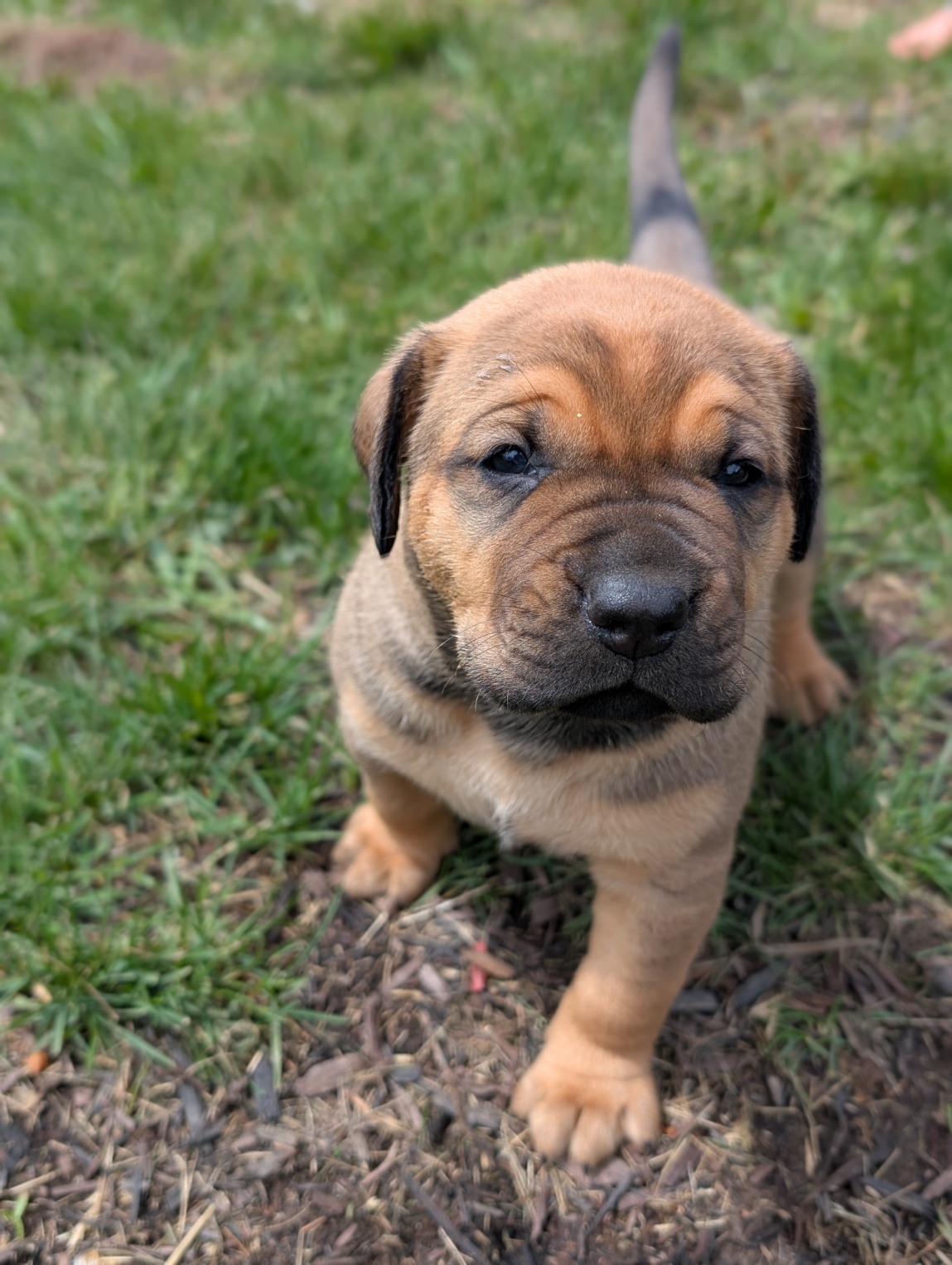 Presa Canario Puppies