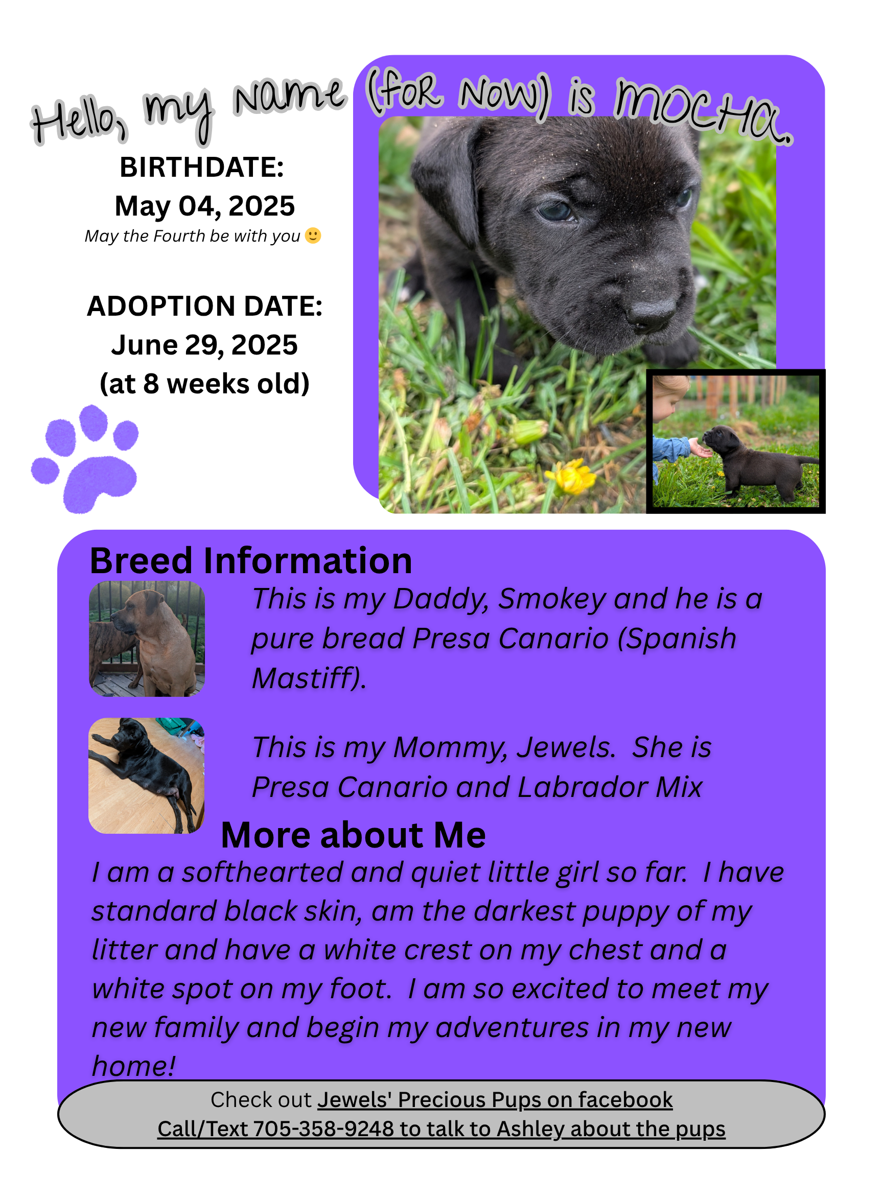 Presa Canario Puppies