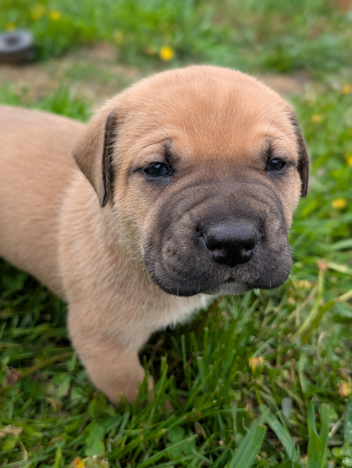 Presa Canario Puppies