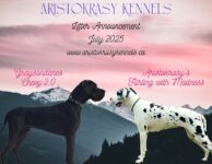 CKC Registered Great Dane Puppies