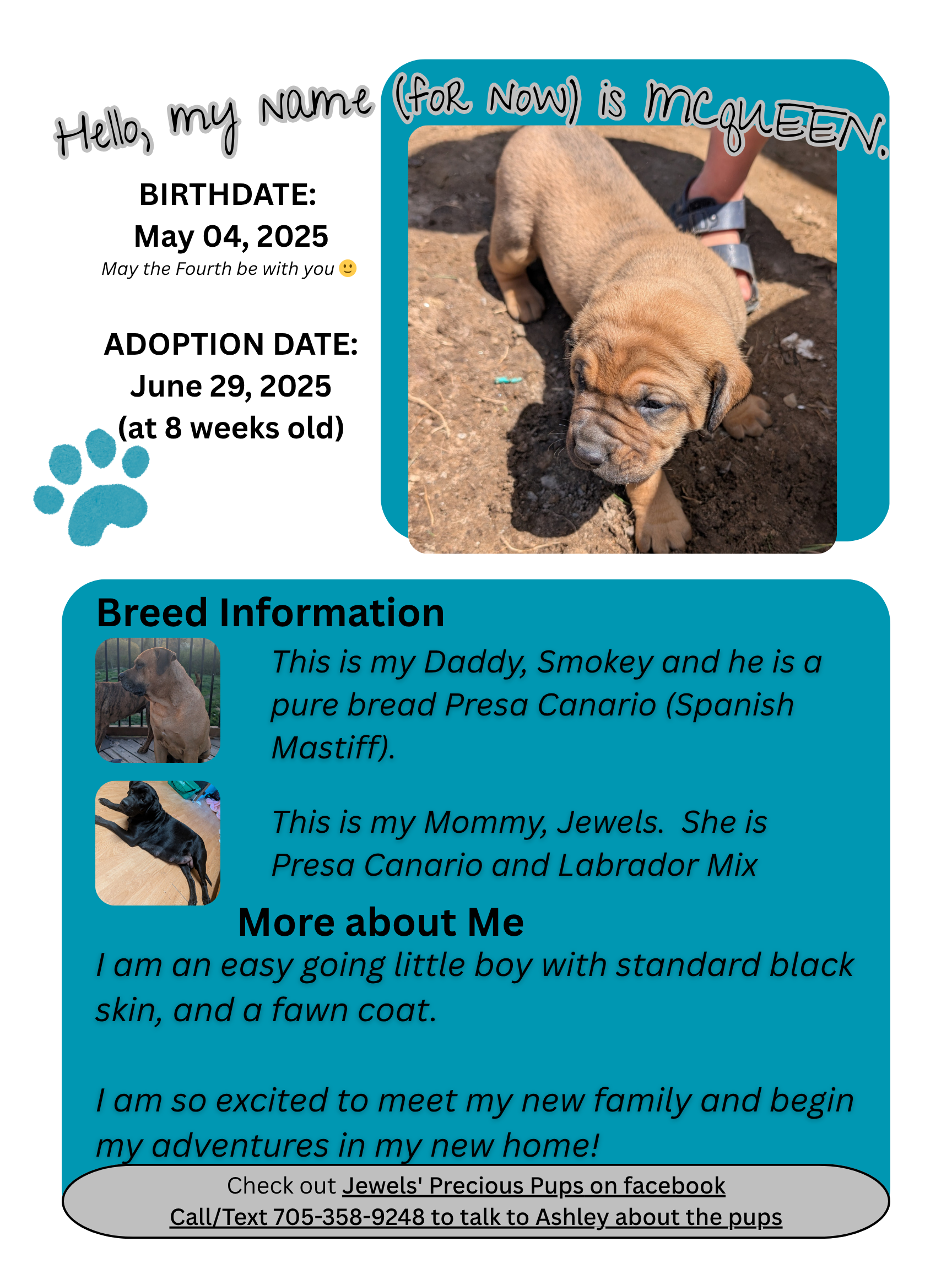 Presa Canario Puppies