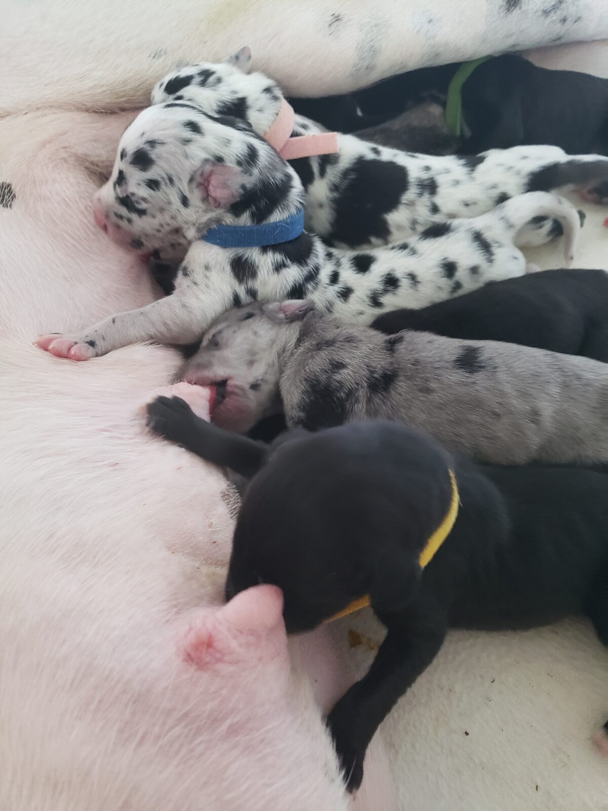 Puppies for sale