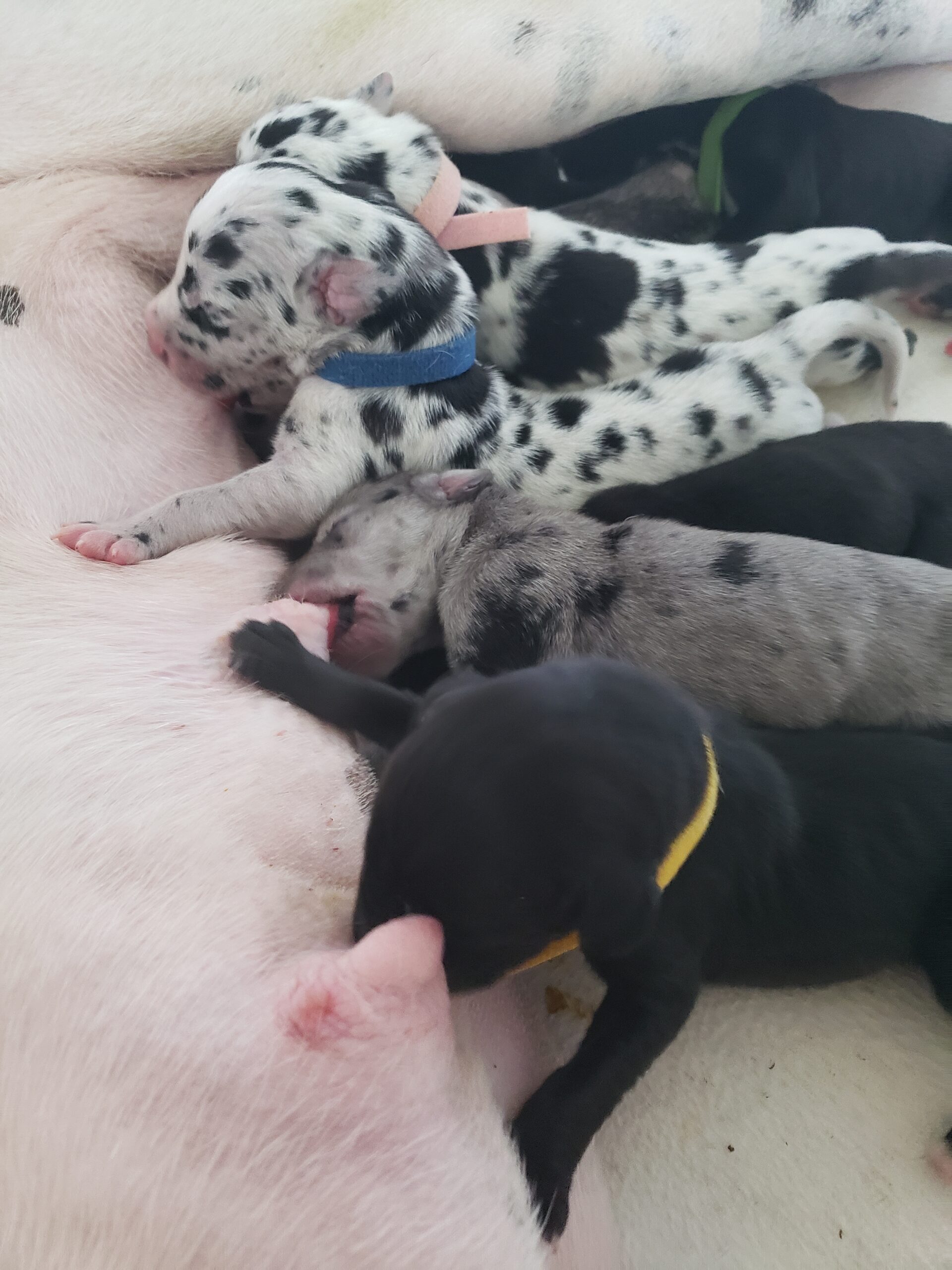 Puppies for sale