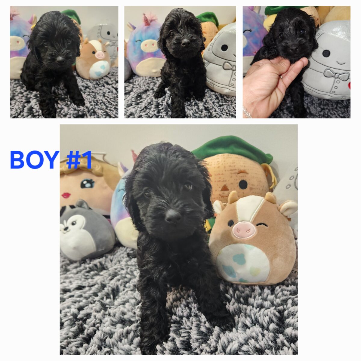 Puppies for sale