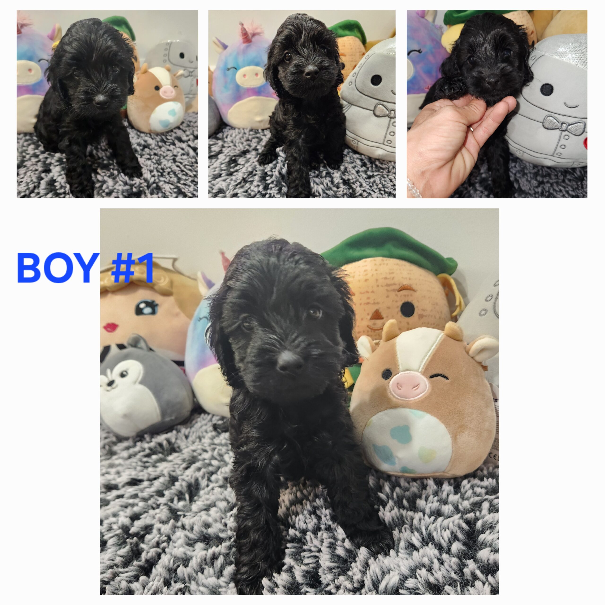 Puppies for sale