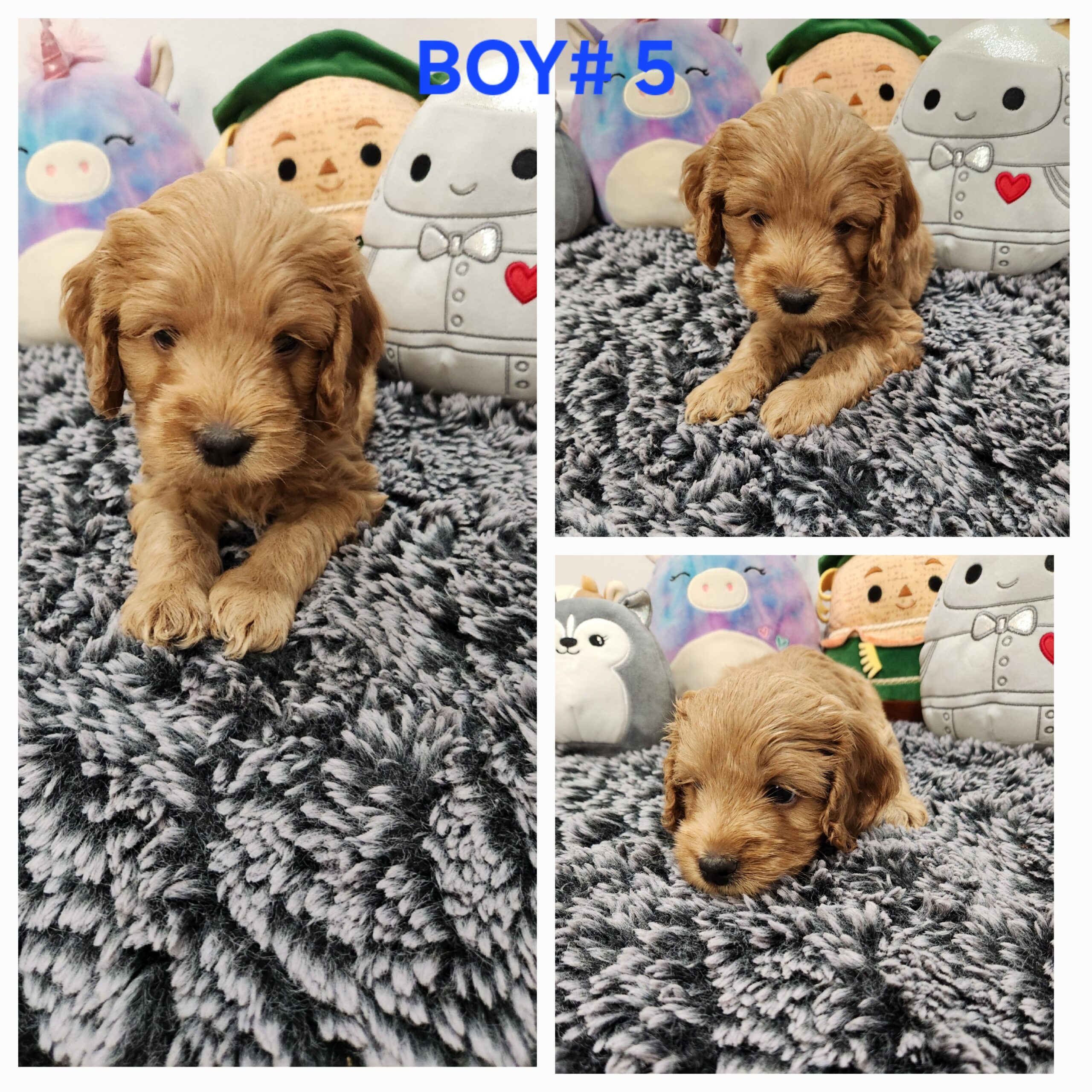 Puppies for sale