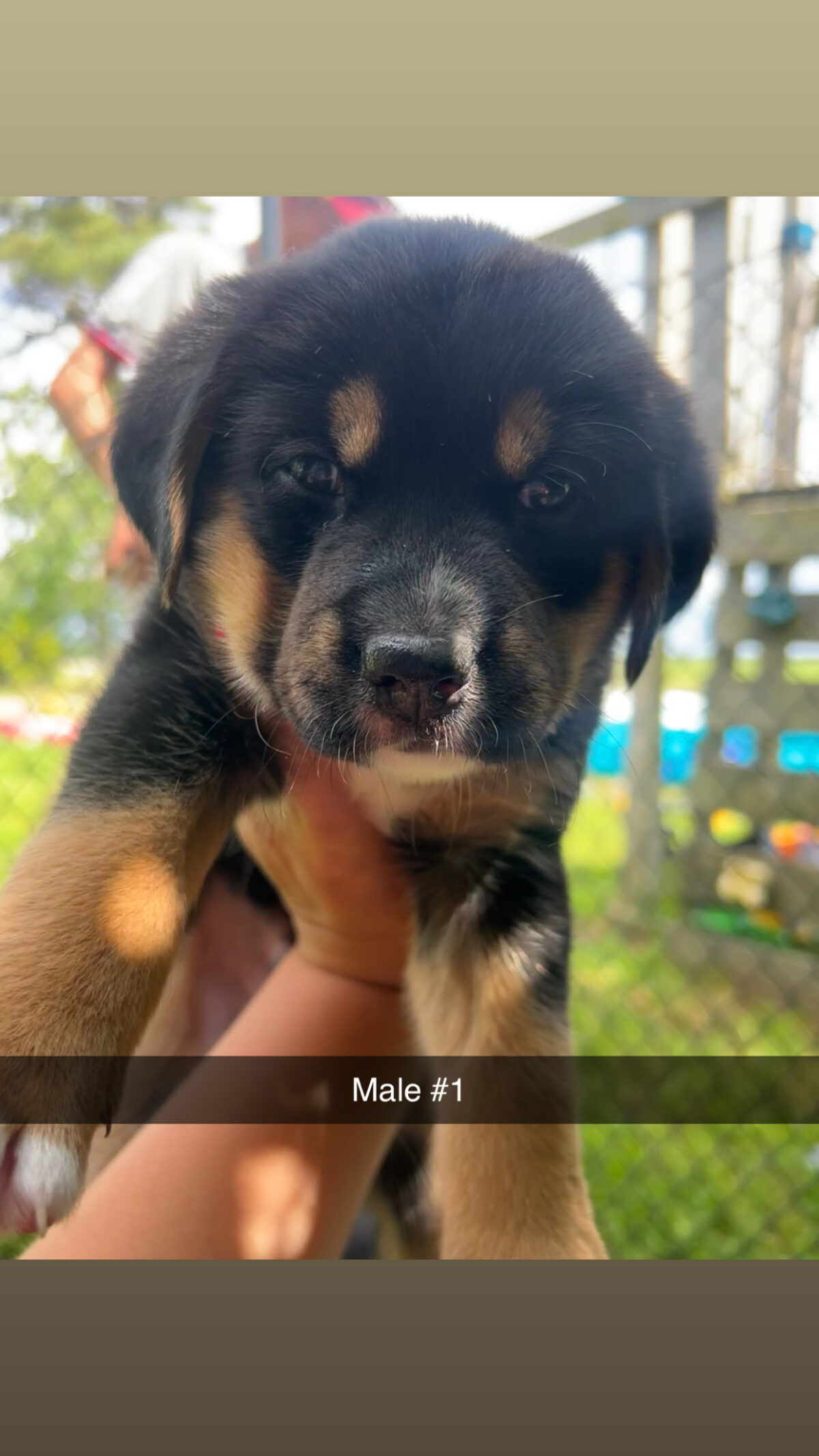 Puppies for sale