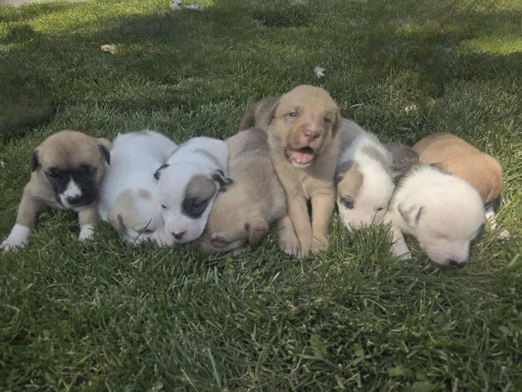 Puppies for sale