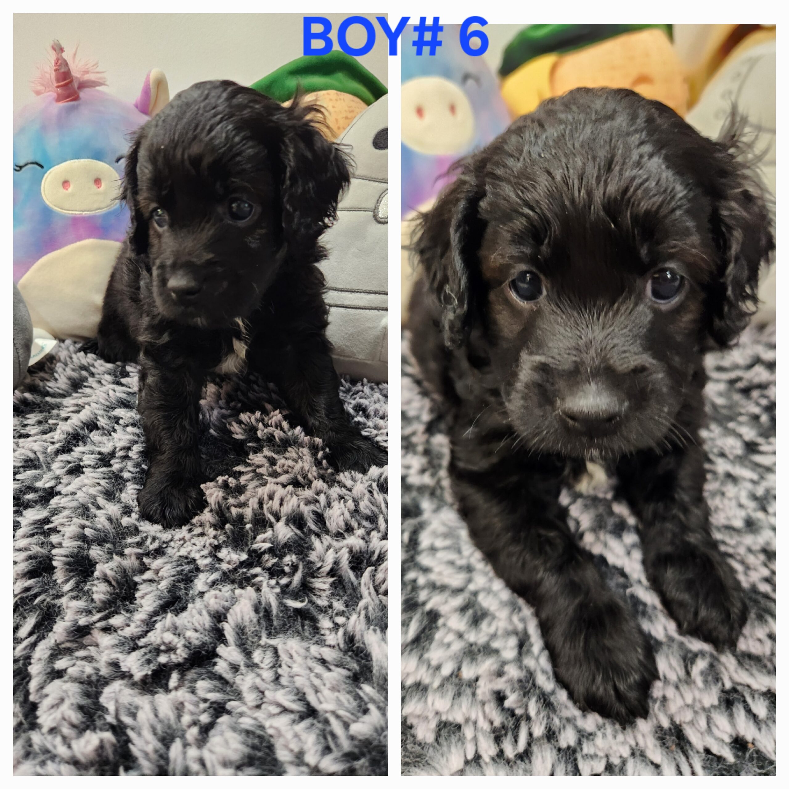 Puppies for sale