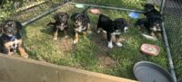 Puppies for sale
