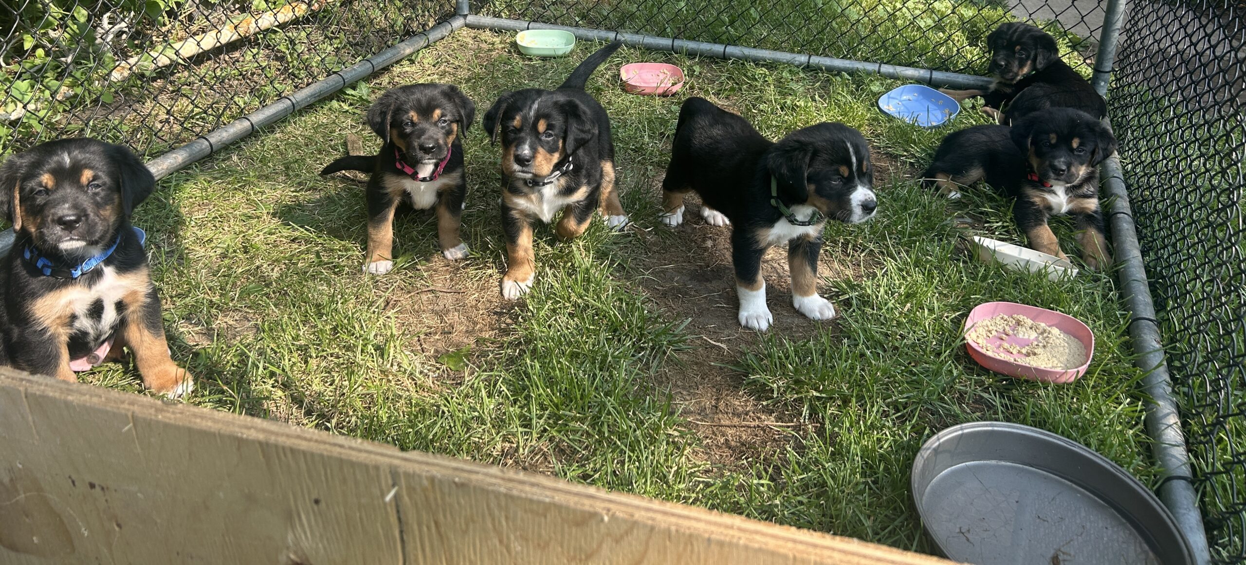 Puppies for sale