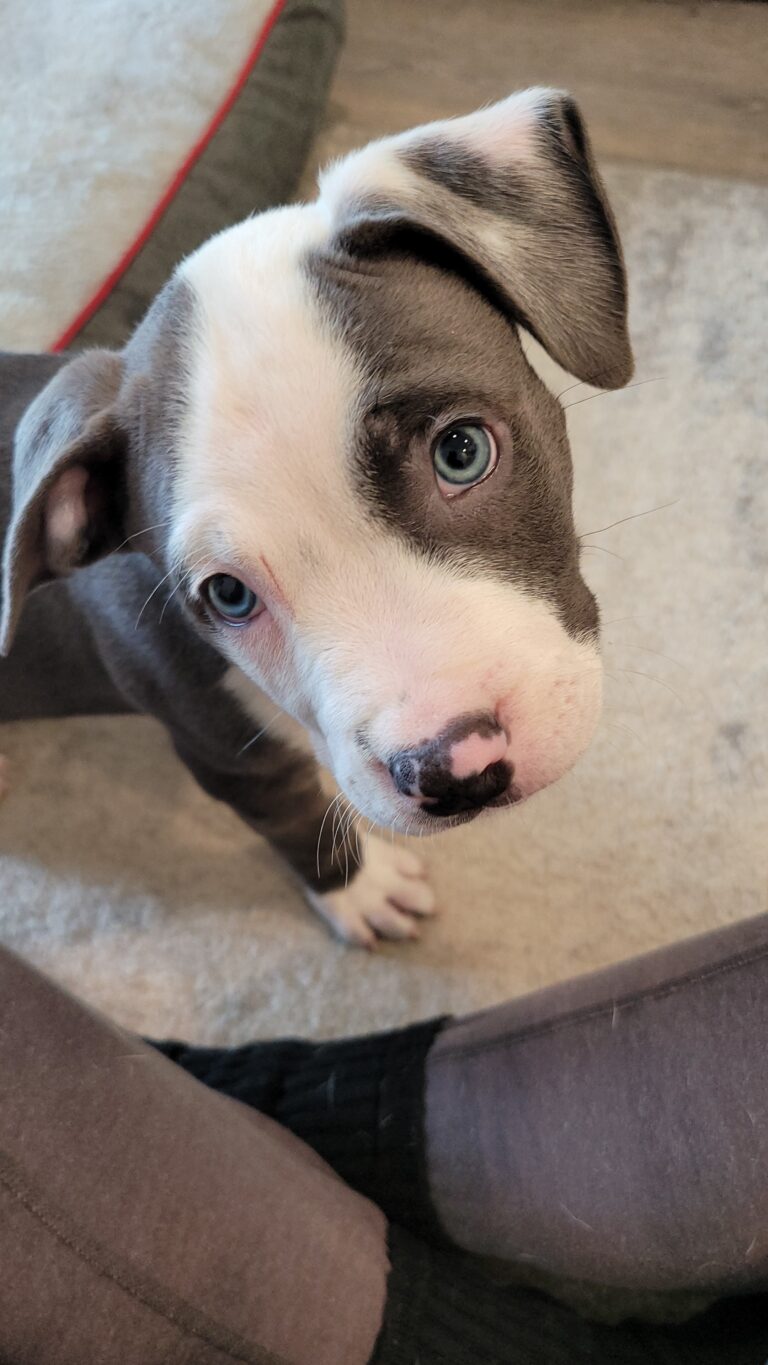 Male American Bully XL for sale