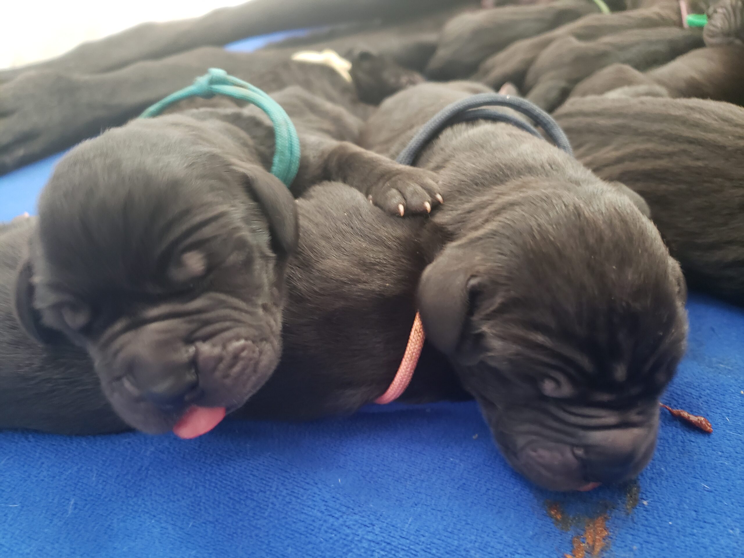 Puppies for sale