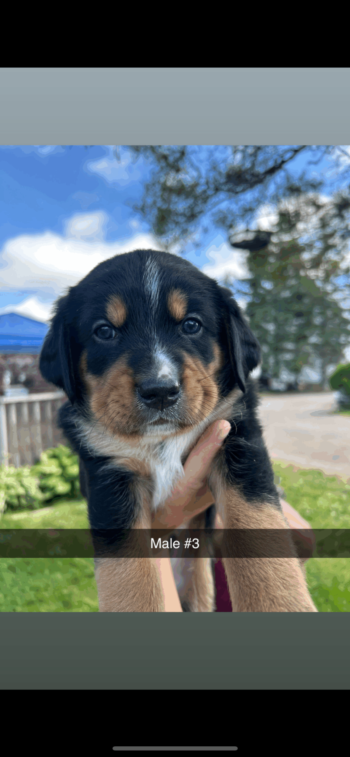 Puppies for sale