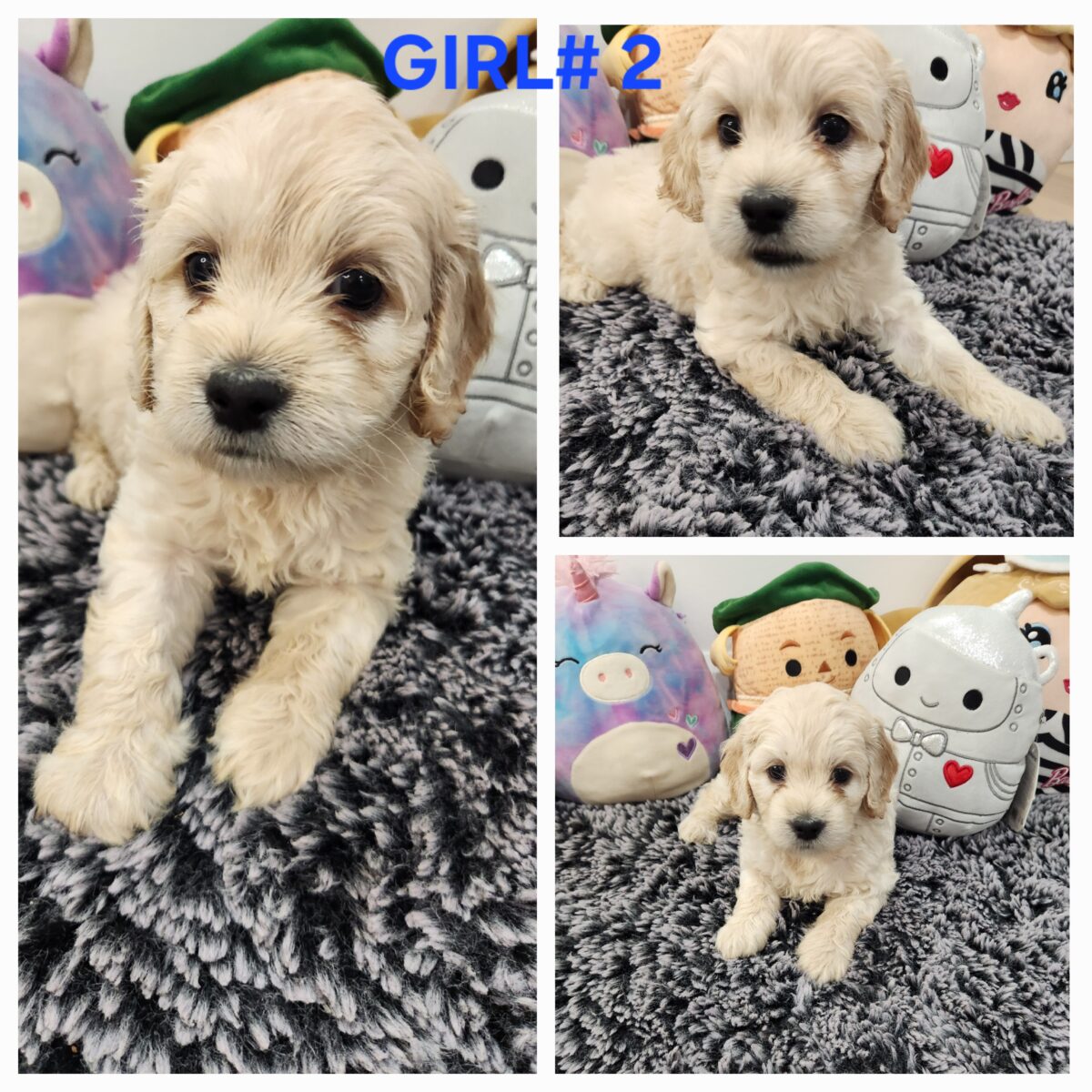 Puppies for sale