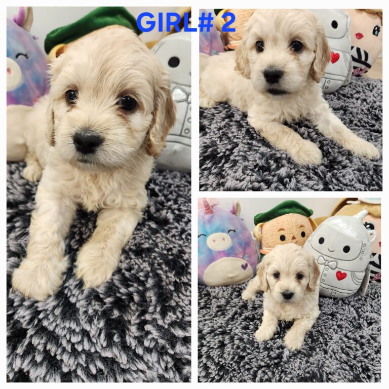 Mini Cockapoo Puppies