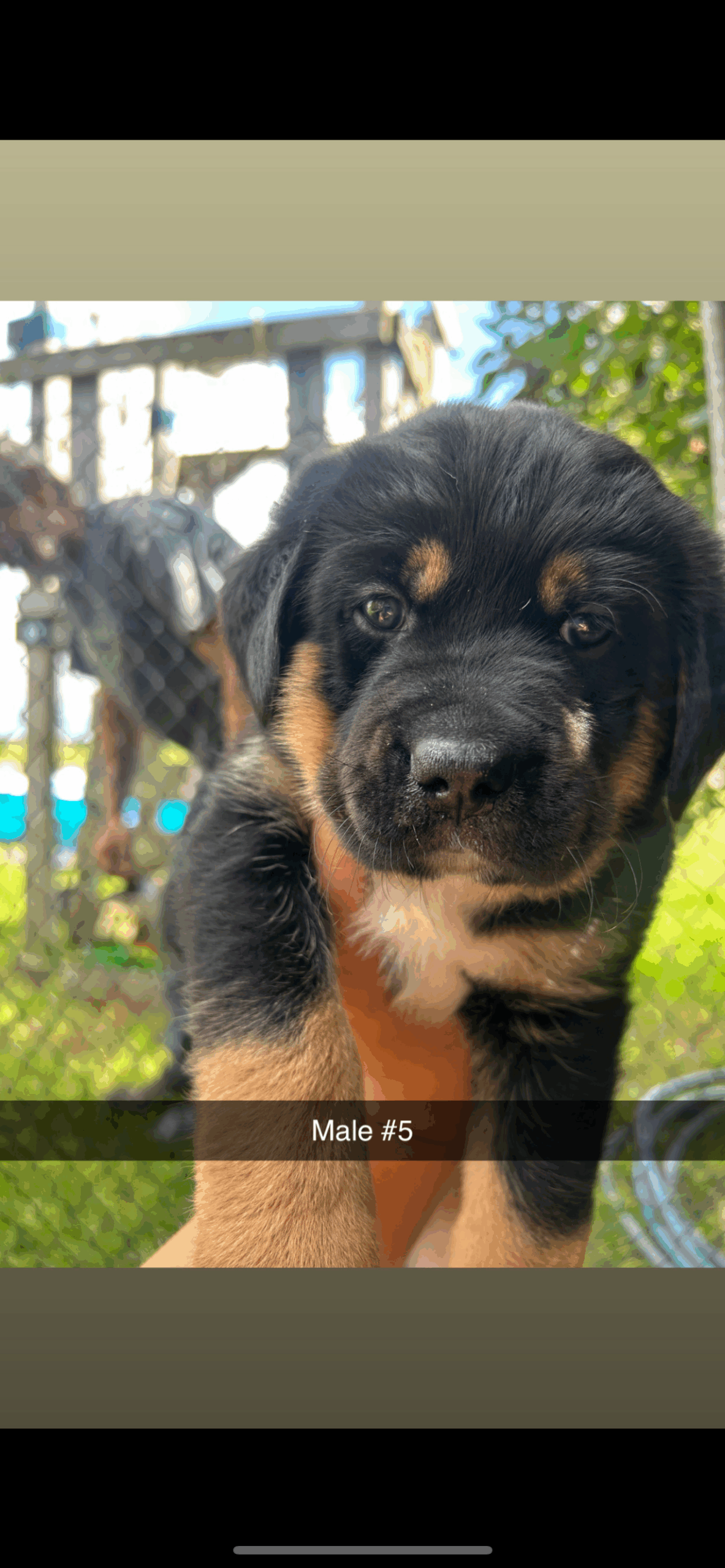 Puppies for sale