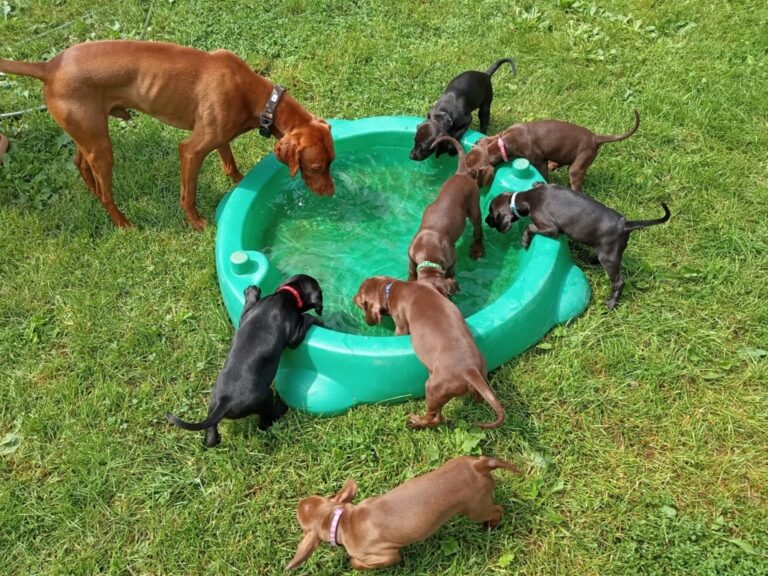 Puppies for sale