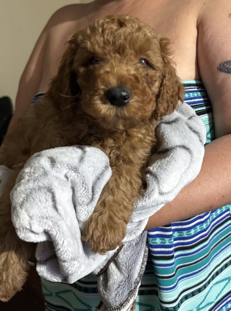 Purebred red toy poodle (may 26th) ready for rehoming