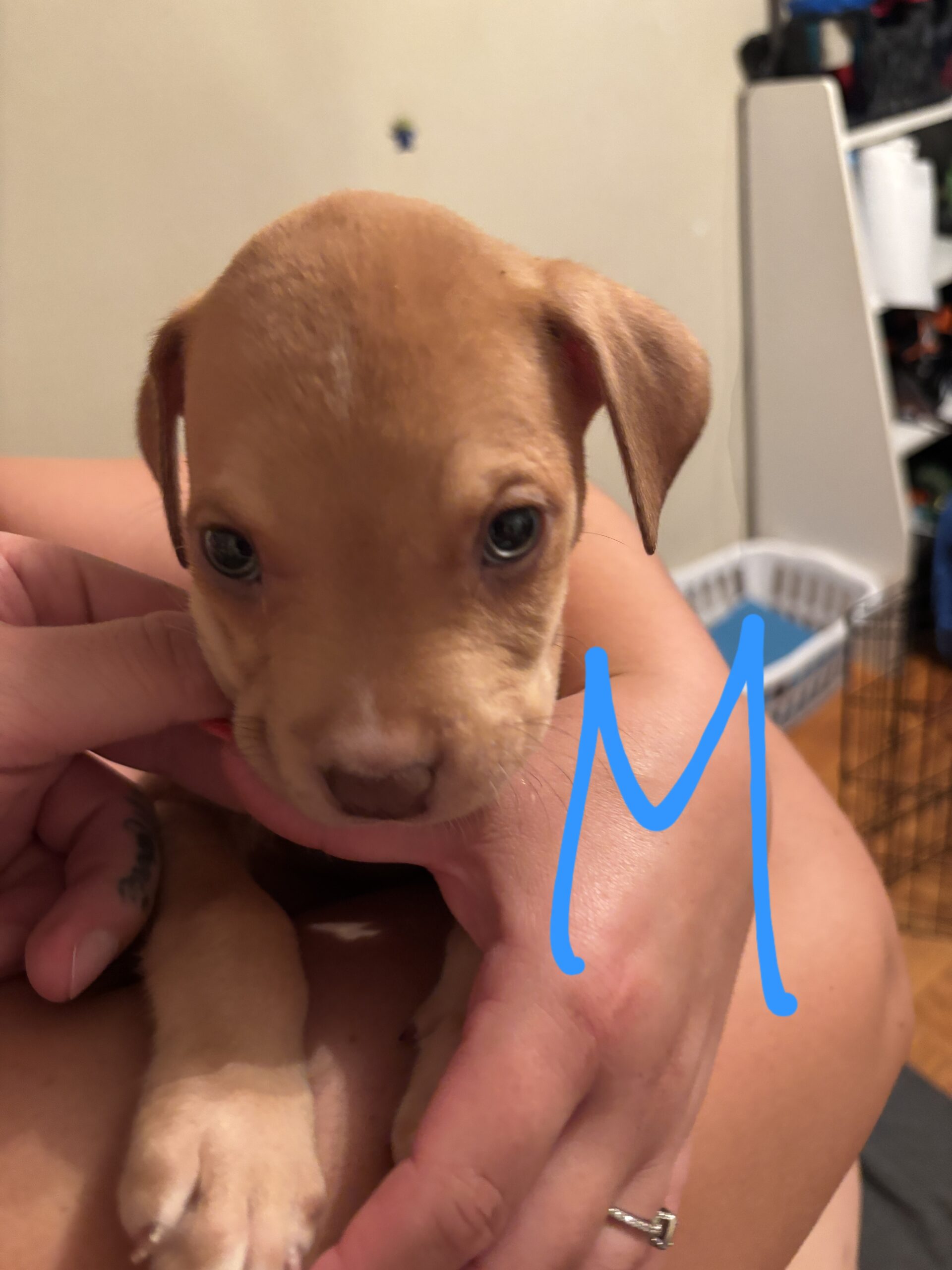 Bullador Puppies for sale