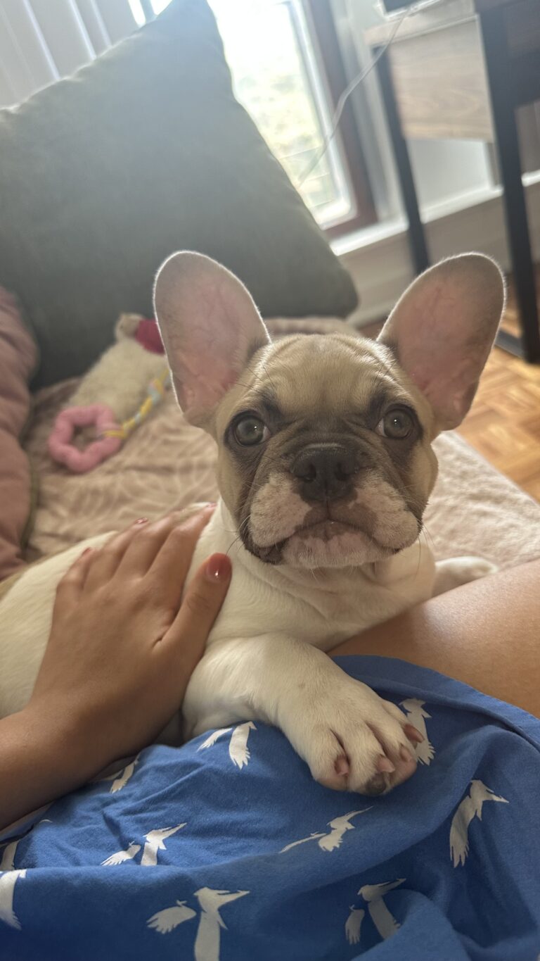 Cutest French Bulldog puppy for sale